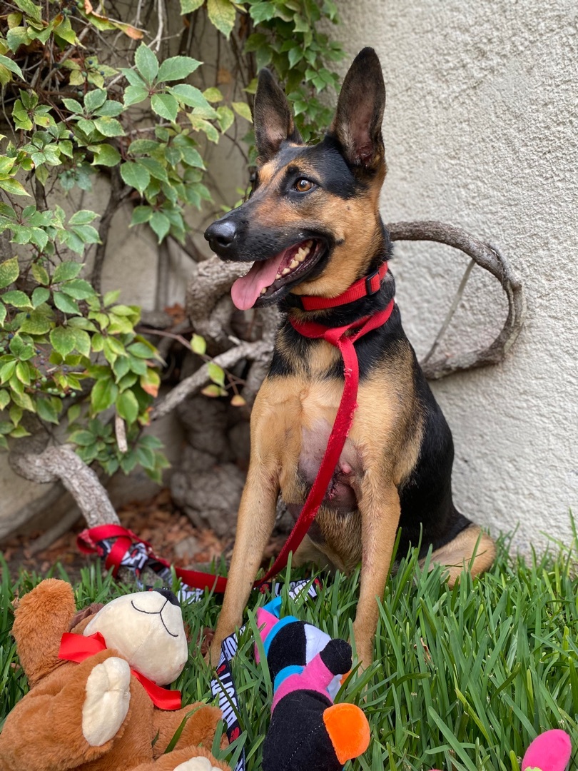 Enlarge Julieta, a Adoptable mixed breed in New Britain, CT image 6/6