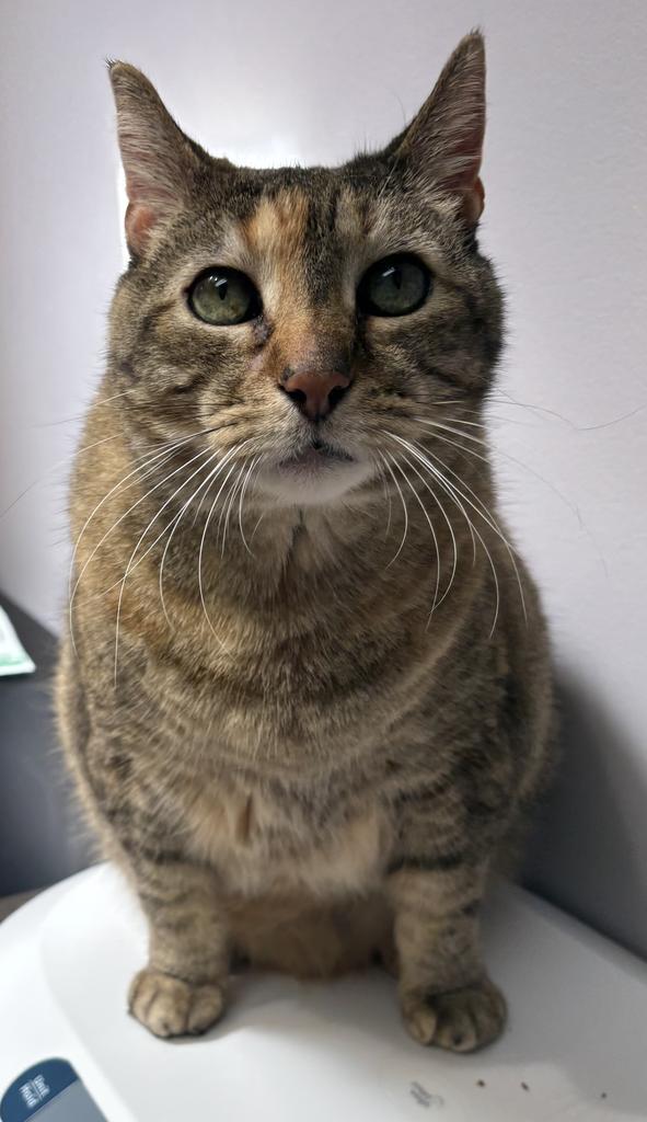 Lily, Adoptable, Senior Female Domestic Short Hair.