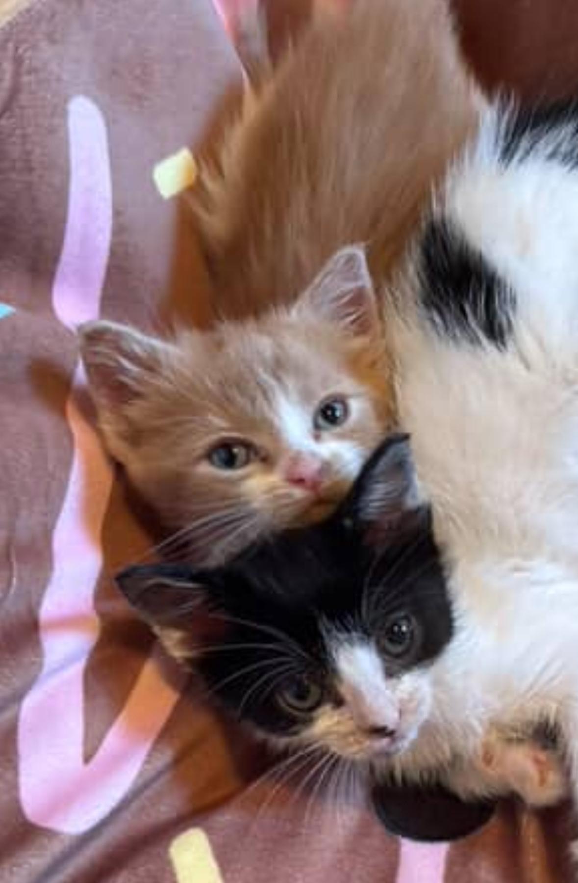 Enlarge Ryder, a Adopted Domestic Short Hair in Courtenay, BC image 2/6