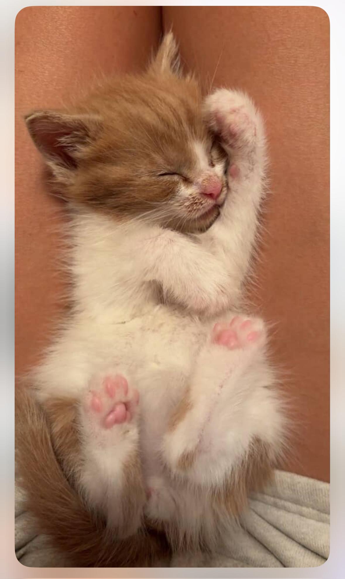 Enlarge Ryder, a Adopted Domestic Short Hair in Courtenay, BC image 3/6