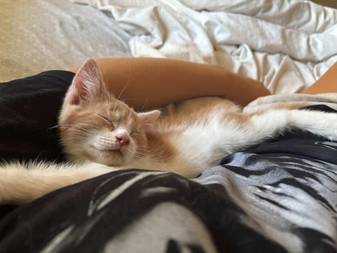 Enlarge Ryder, a Adopted Domestic Short Hair in Courtenay, BC image 4/6