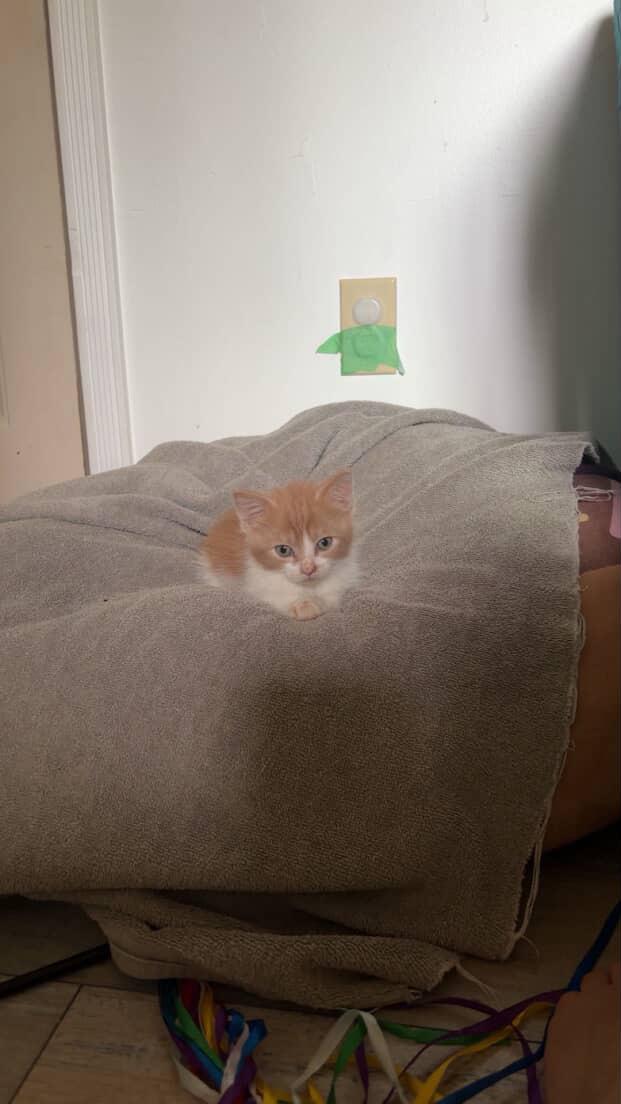 Enlarge Ryder, a Adopted Domestic Short Hair in Courtenay, BC image 5/6