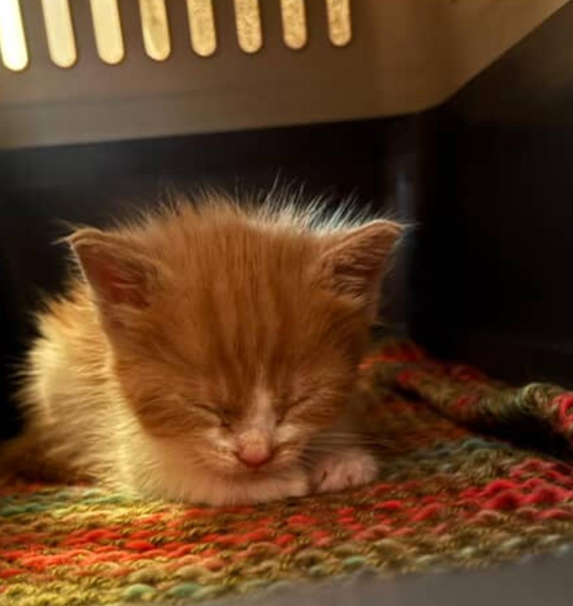 Enlarge Ryder, a Adopted Domestic Short Hair in Courtenay, BC image 6/6