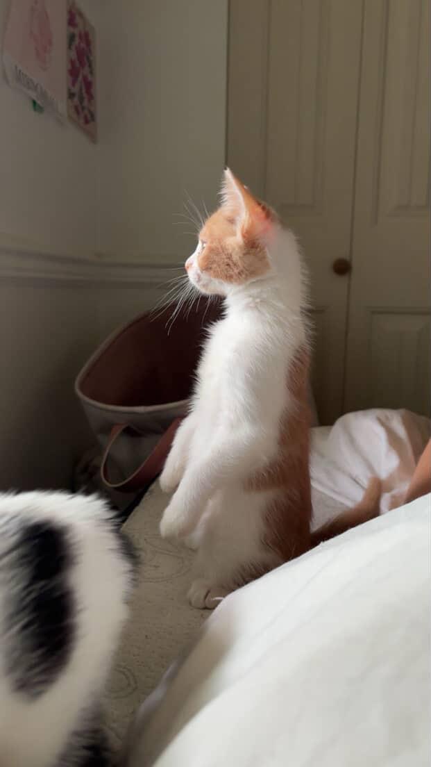 Enlarge Ryder, a Adopted Domestic Short Hair in Courtenay, BC image 1/6