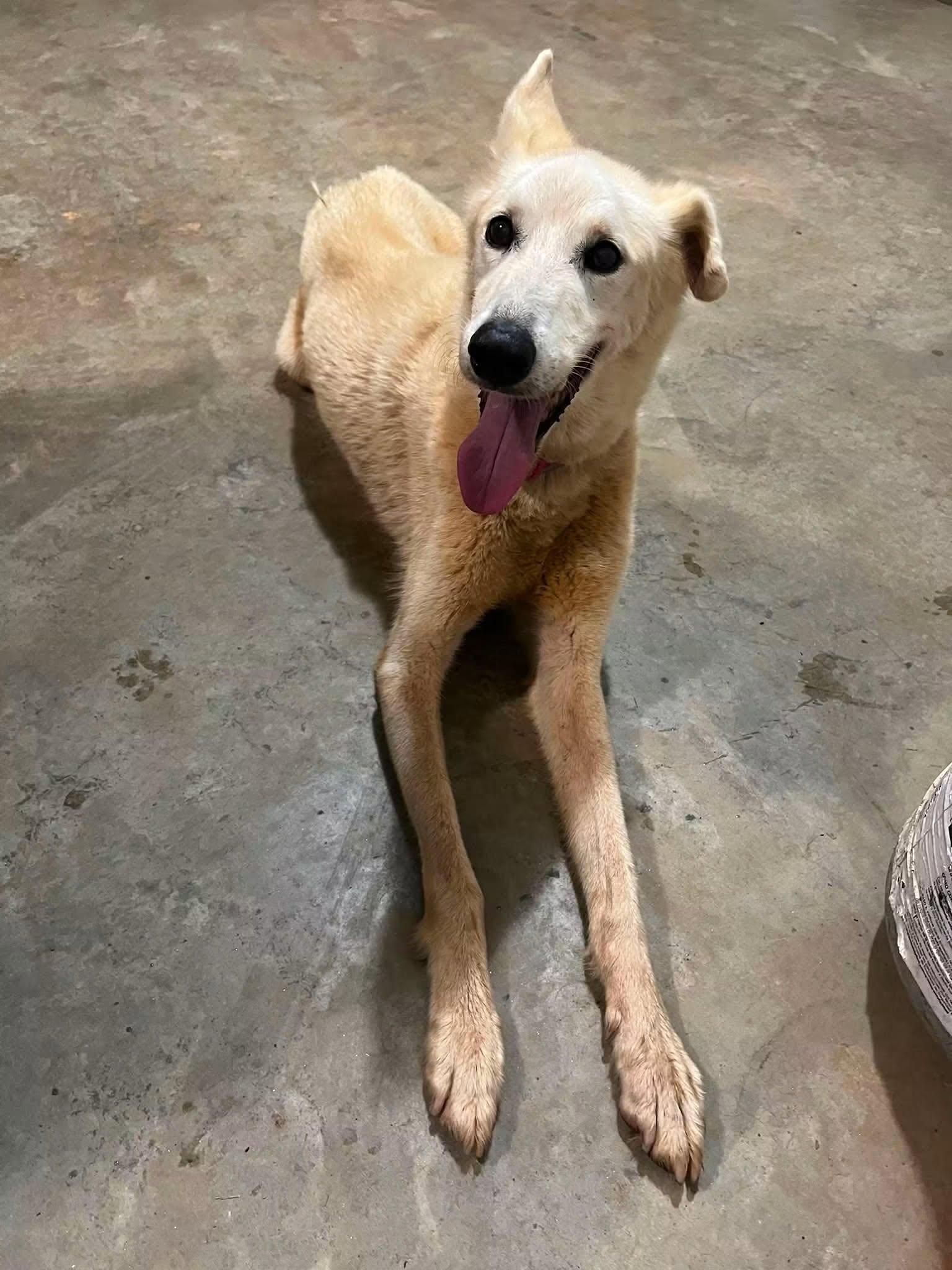JASPER, adopted, Senior Male Saluki.