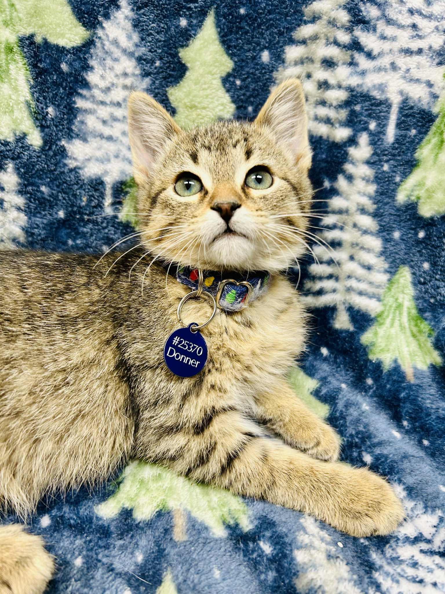 Enlarge Donner, a ADOPTABLE Domestic Short Hair in Alexandria, MN image 3/3