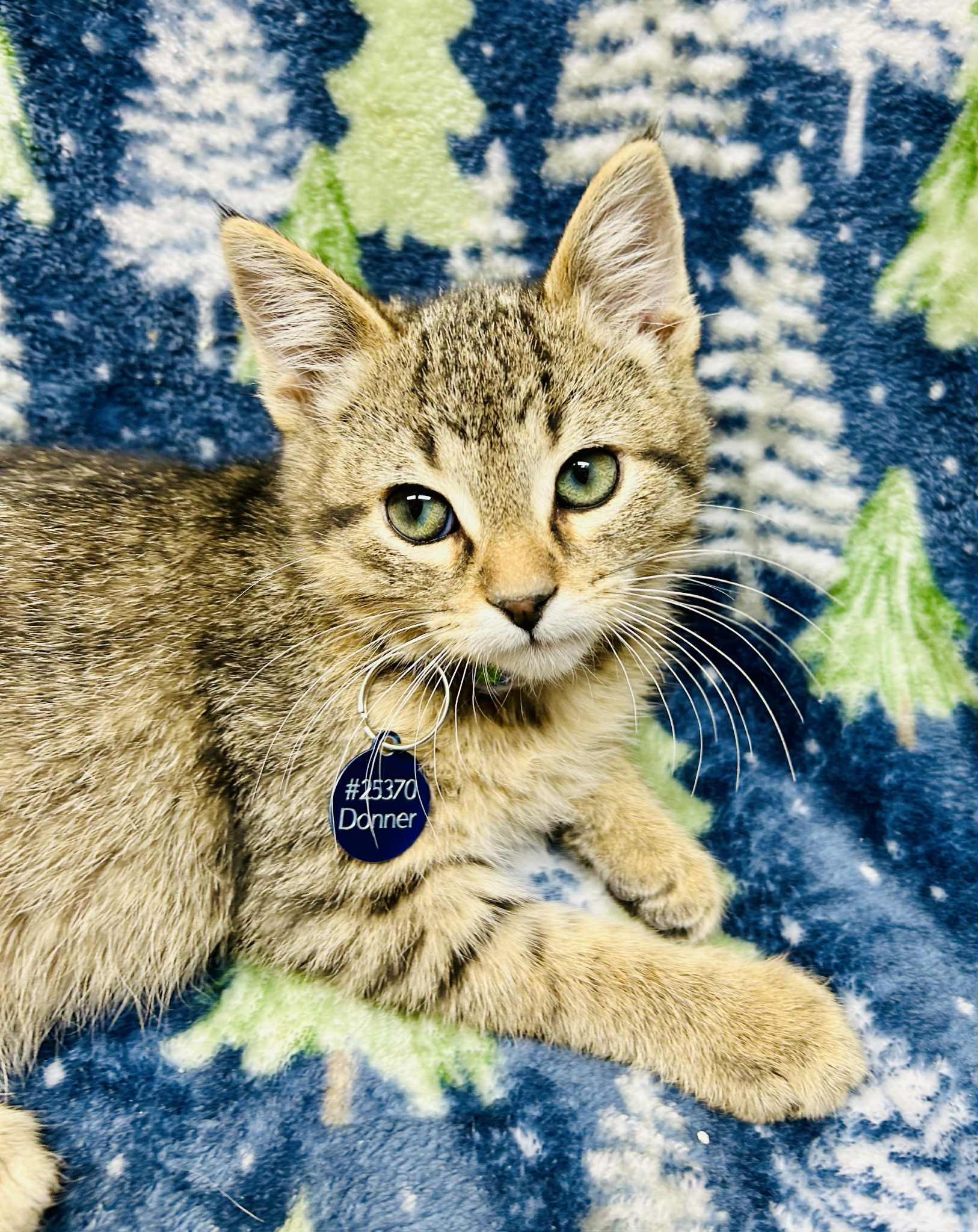 Enlarge Donner, a ADOPTABLE Domestic Short Hair in Alexandria, MN image 1/3