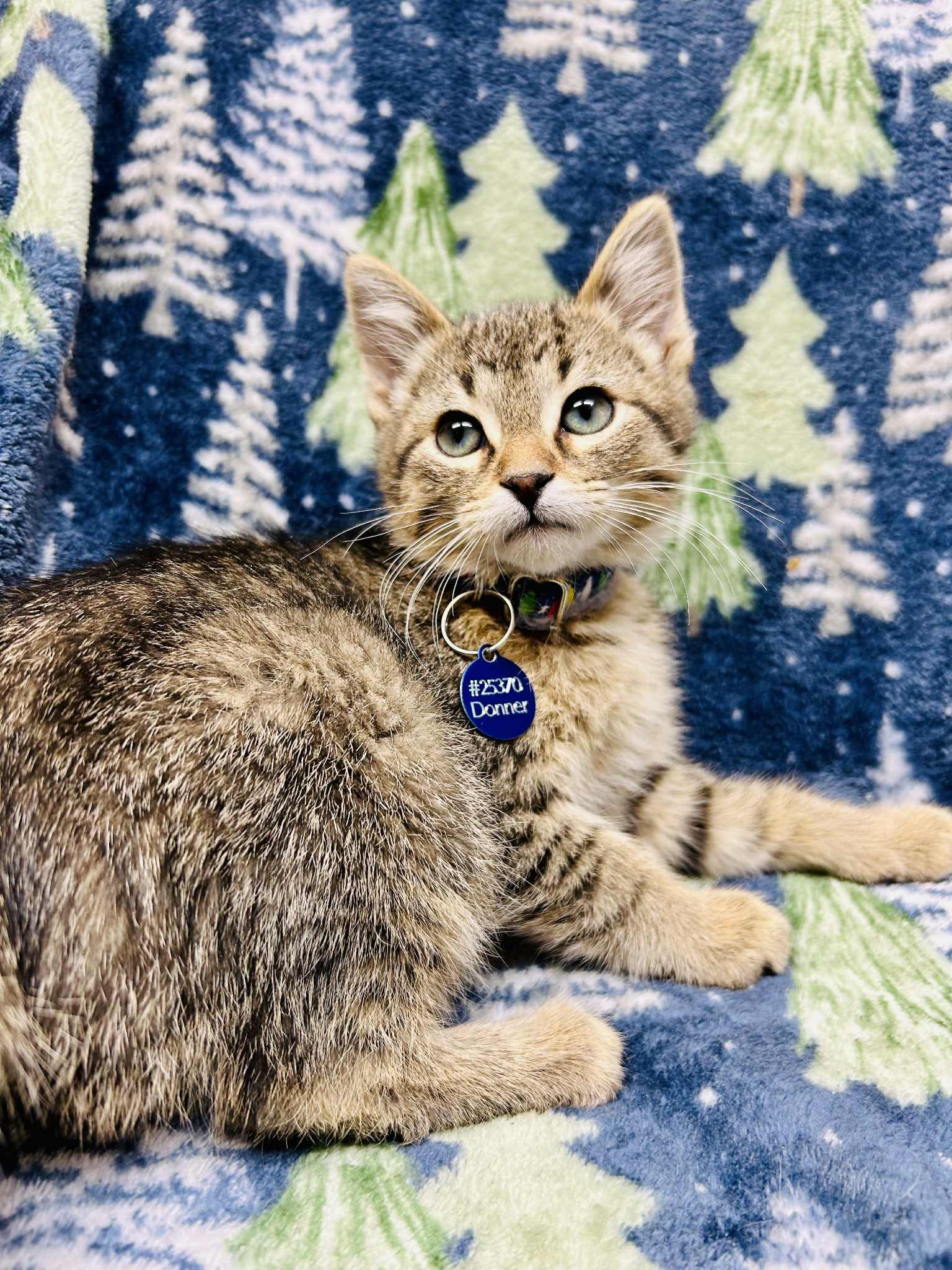Enlarge Donner, a ADOPTABLE Domestic Short Hair in Alexandria, MN image 2/3