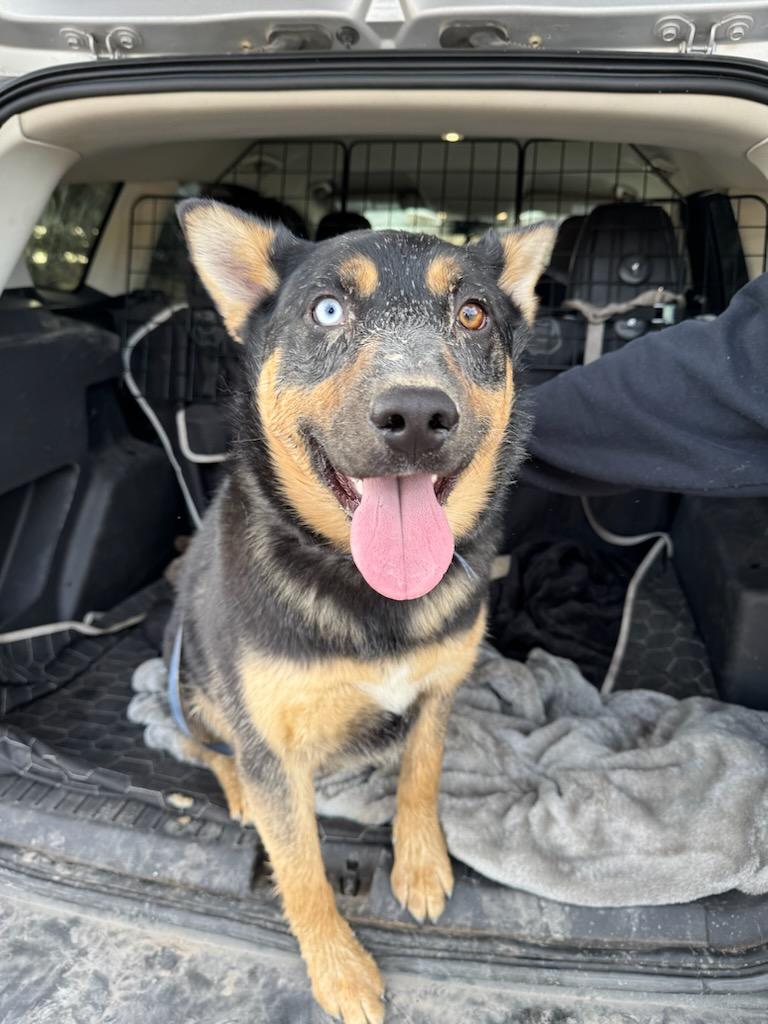 Max - Courtesy Listing see info, a Adoptable Mixed Breed in Polson, MT image 1/4