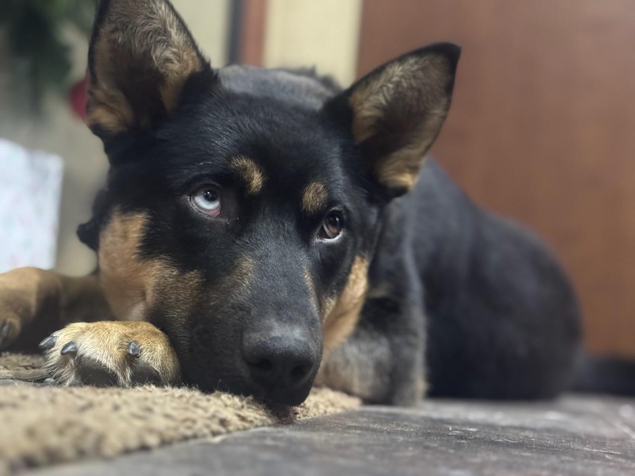 Max - Courtesy Listing see info, a Adoptable Mixed Breed in Polson, MT image 2/4