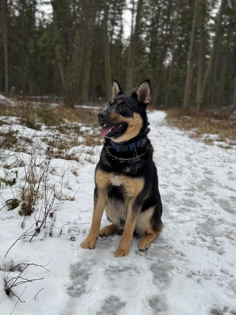 Max - Courtesy Listing see info, a Adoptable Mixed Breed in Polson, MT image 3/4