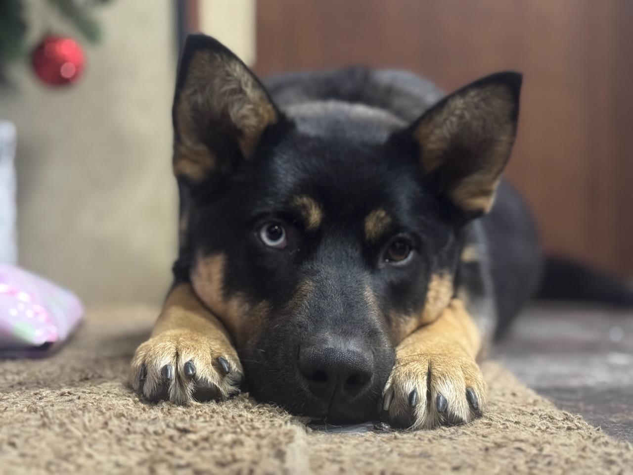 Max - Courtesy Listing see info, a Adoptable Mixed Breed in Polson, MT image 4/4