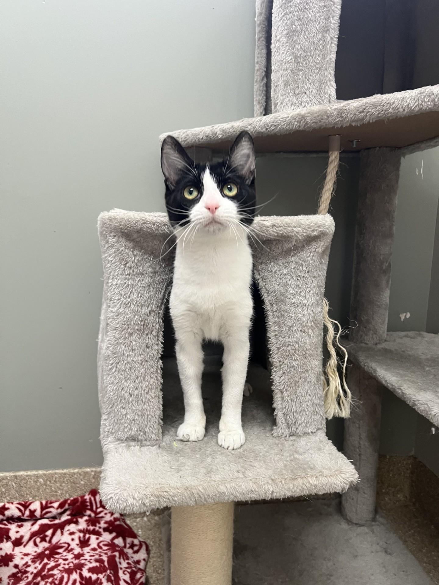 Thyme, Young Female Domestic Short Hair