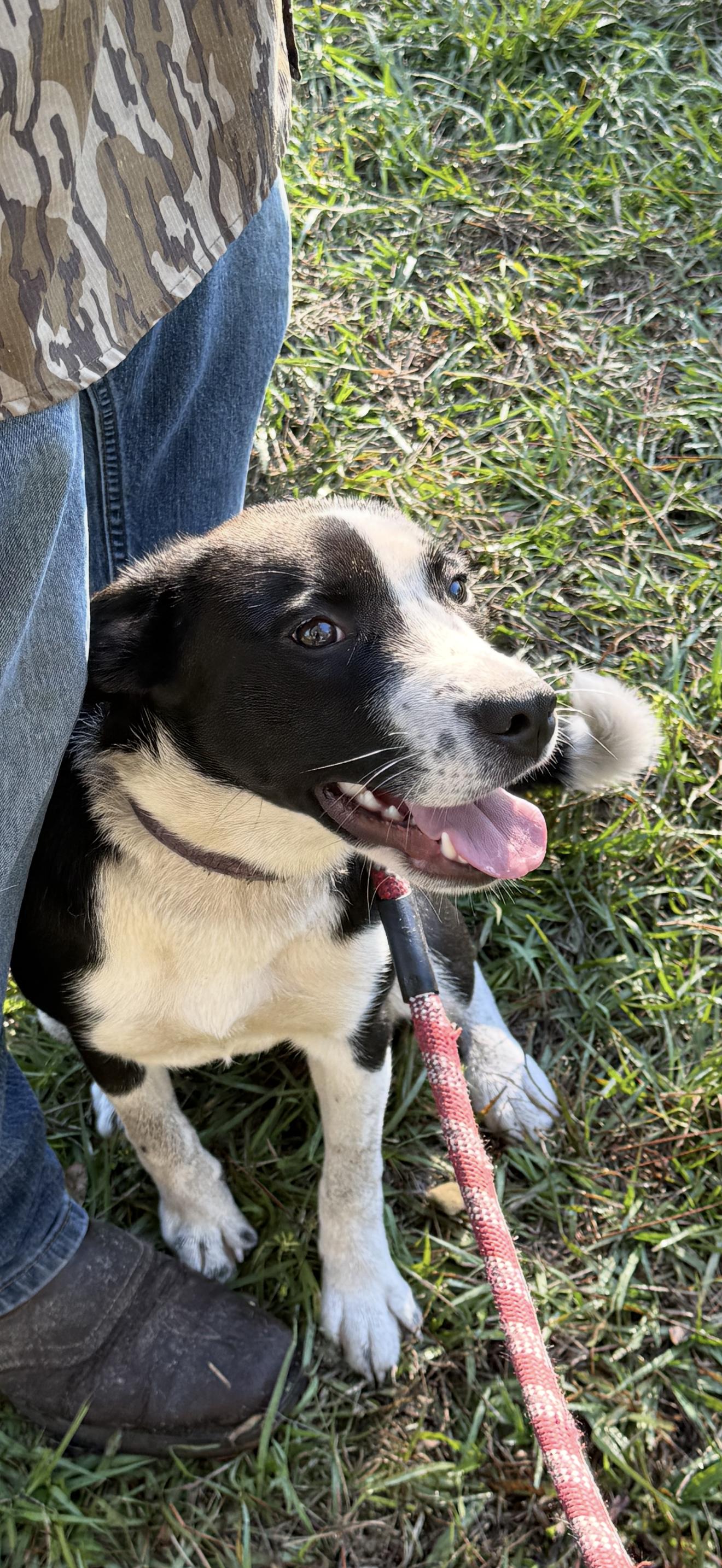 Lola, Adoptable, Young Female Border Collie.