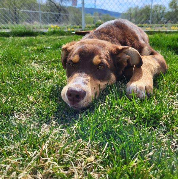 Sherlock 46044, Adoptable, Young Male Siberian Husky.