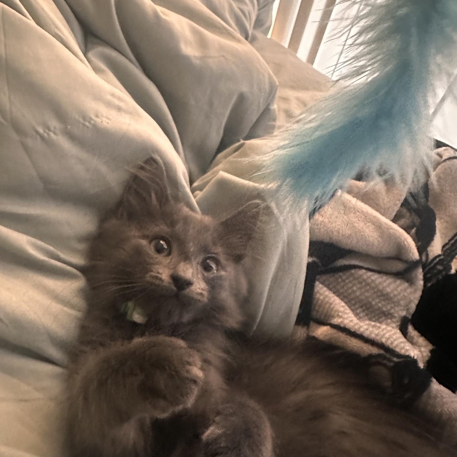 Forest OS 0925, an adopted Domestic Medium Hair in West Bloomfield, MI image 2/5