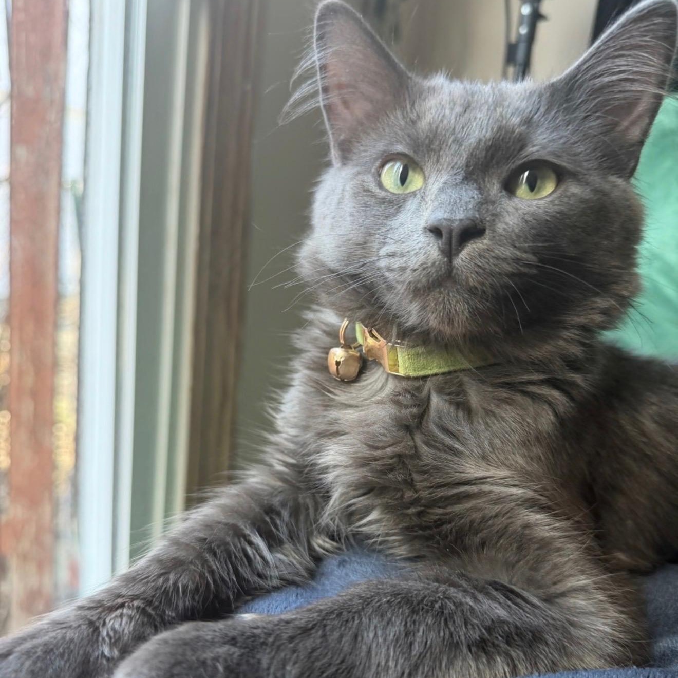 Forest OS 0925, an adopted Domestic Medium Hair in West Bloomfield, MI image 3/5