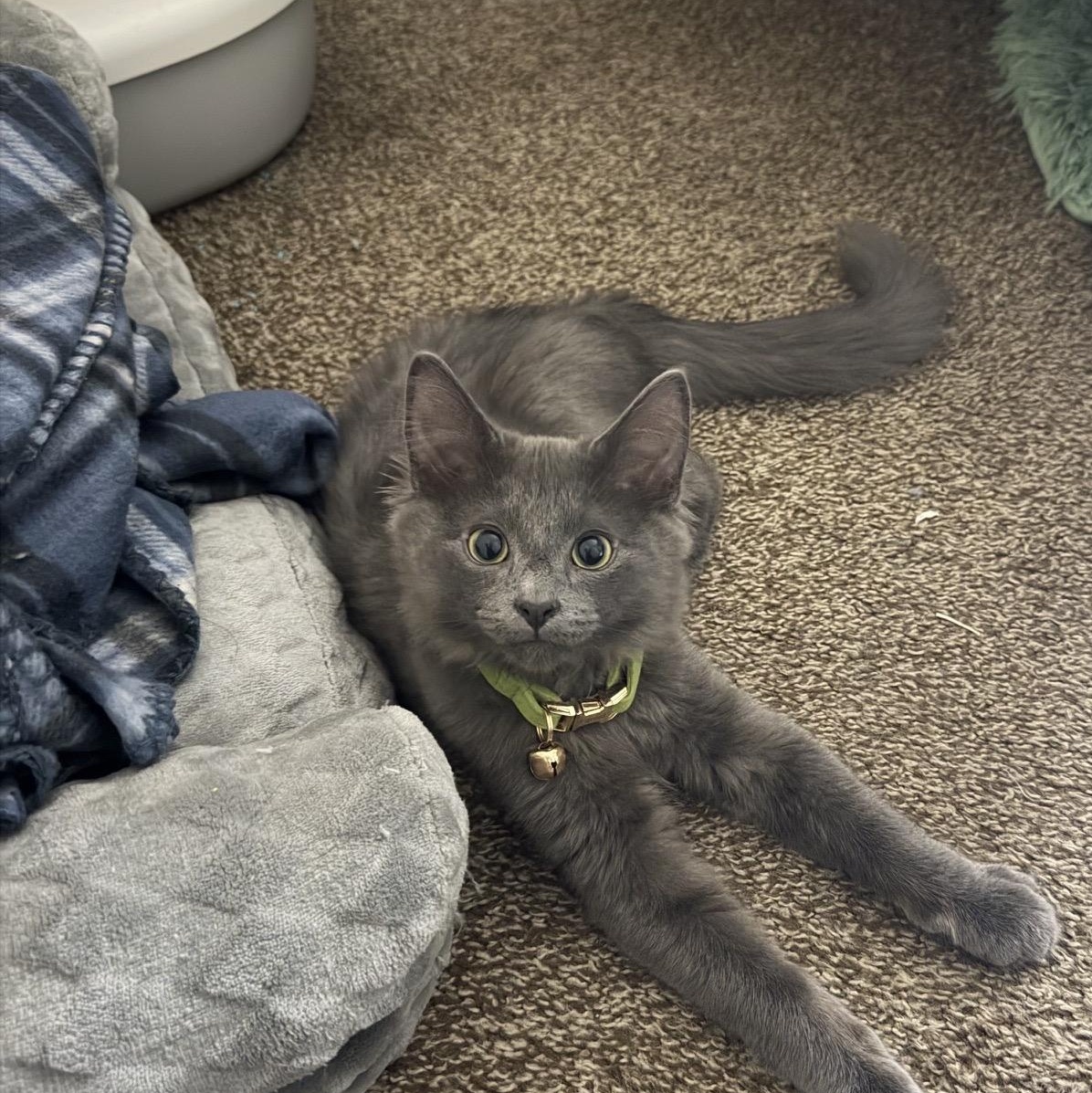 Forest OS 0925, an adopted Domestic Medium Hair in West Bloomfield, MI image 4/5