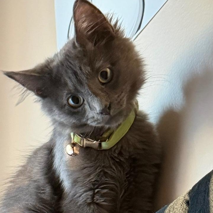 Forest OS 0925, adopted, Young Male Domestic Medium Hair.