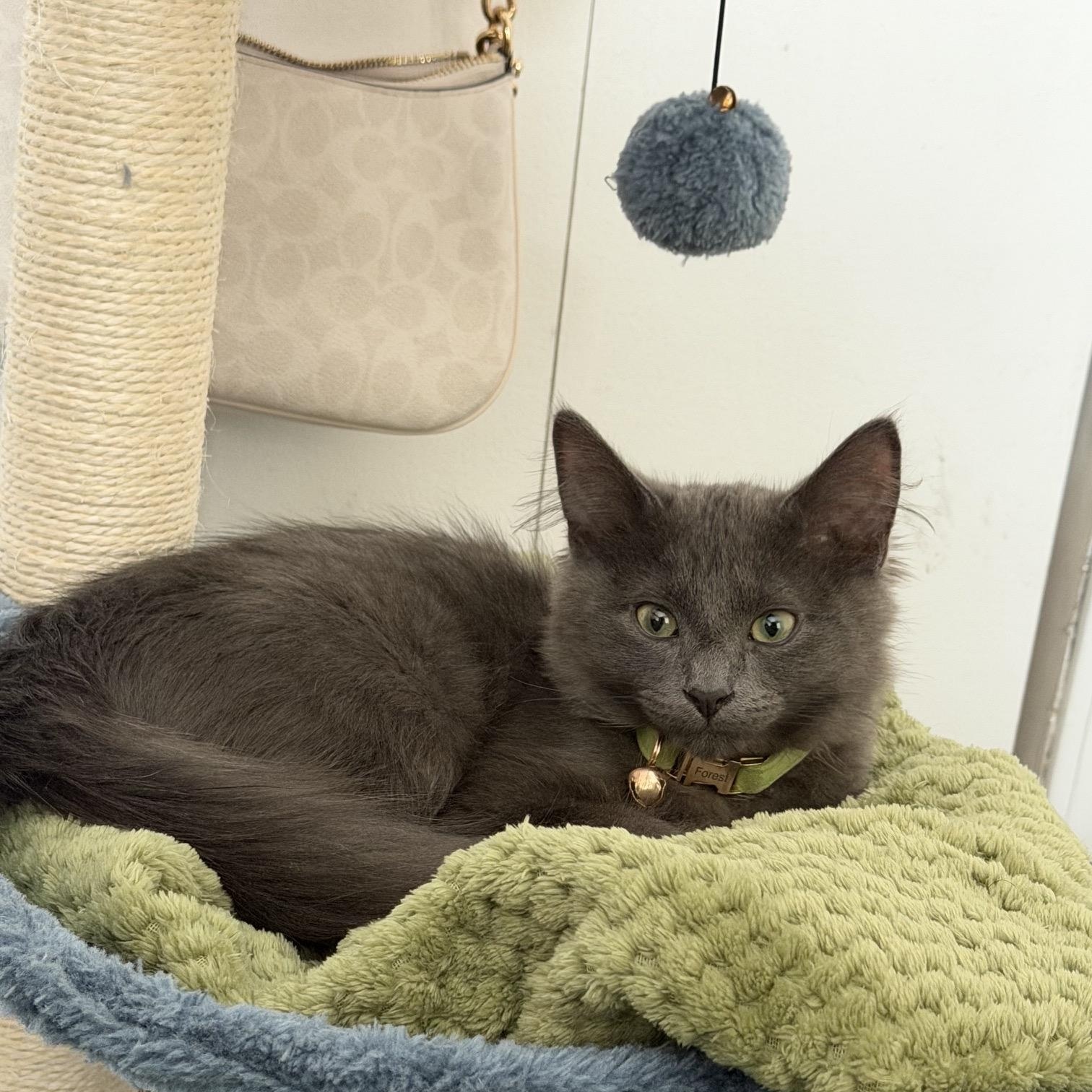 Forest OS 0925, an adopted Domestic Medium Hair in West Bloomfield, MI image 5/5