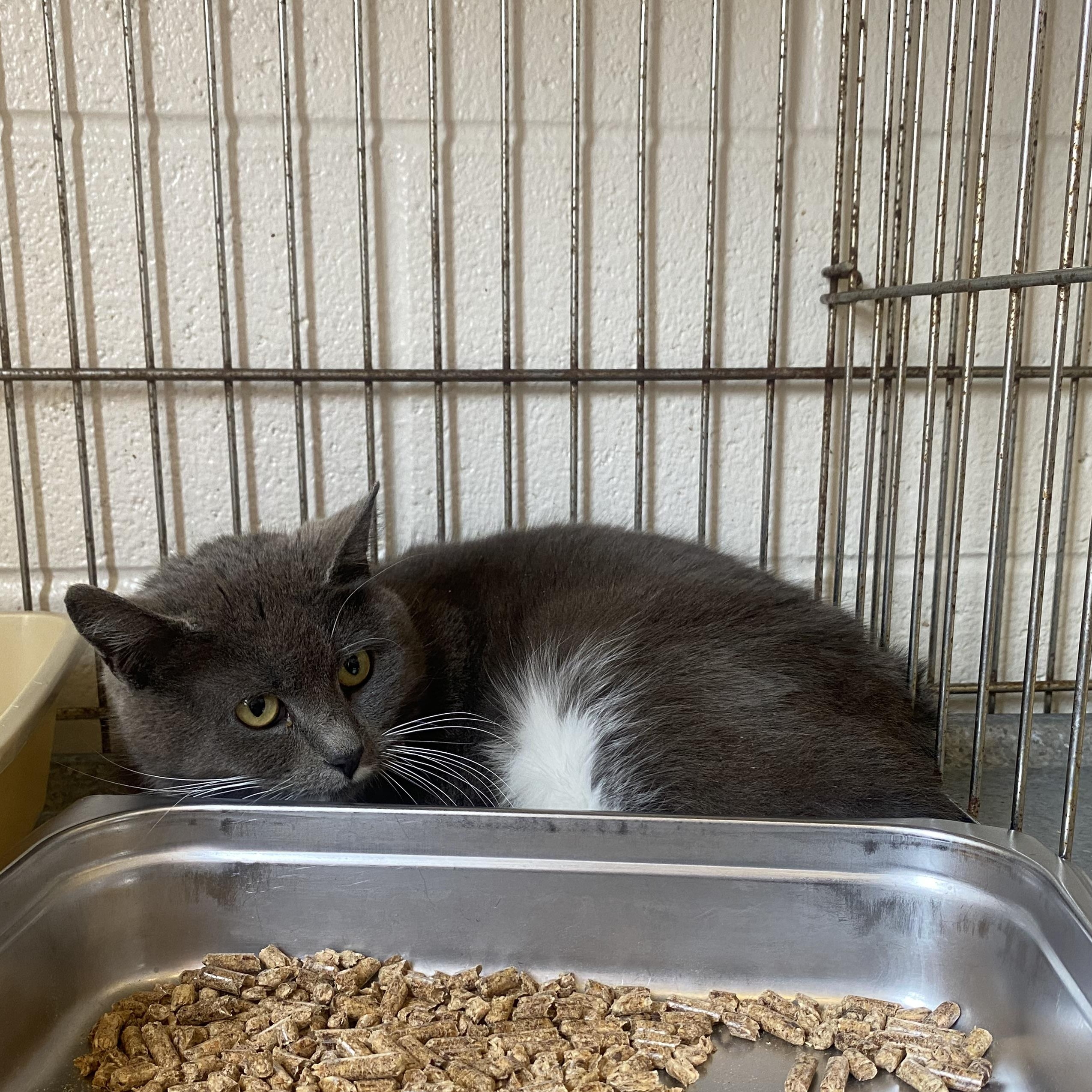 Enlarge Love Dove, a ADOPTABLE Domestic Short Hair in King George, VA image 1/1