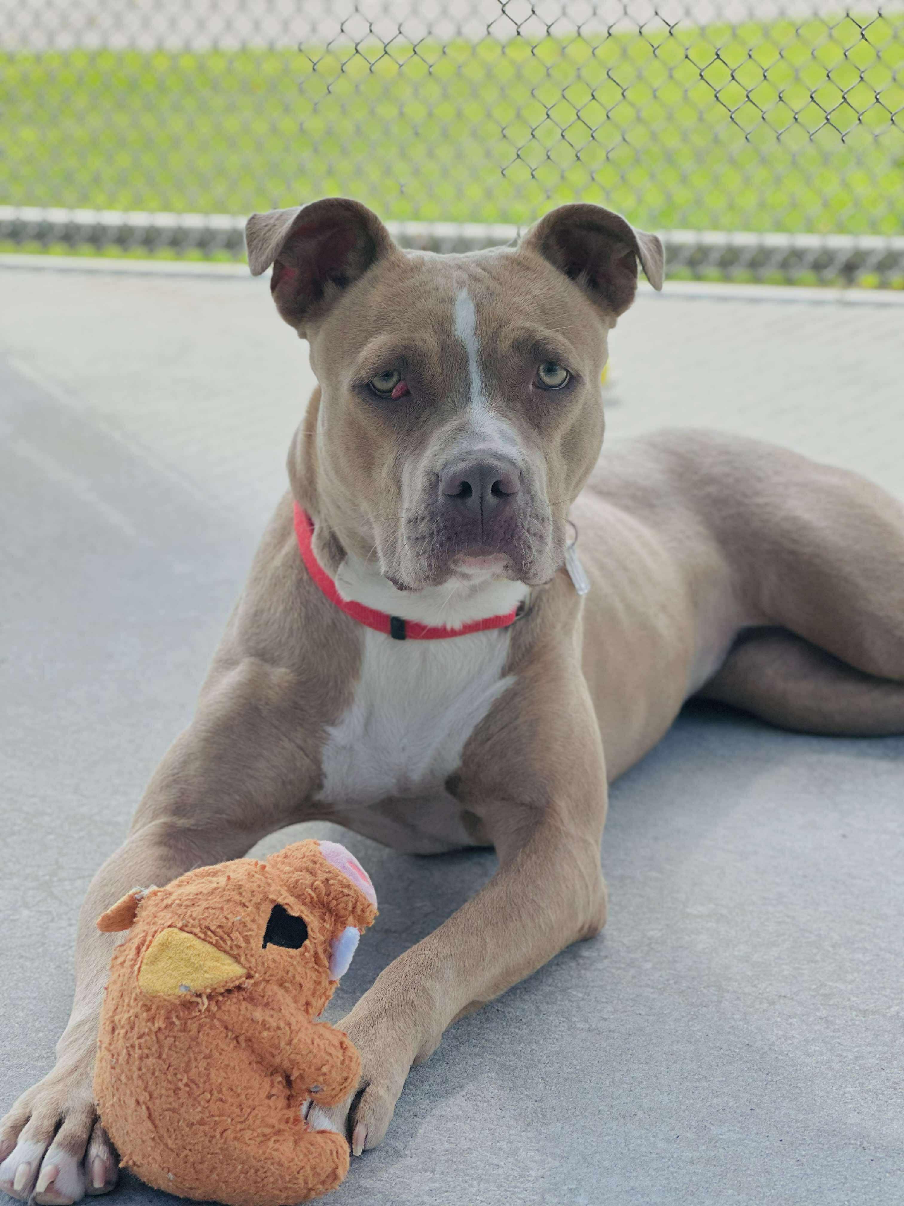 Cherry, a Adoptable mixed breed in Fremont, MI image 1/2