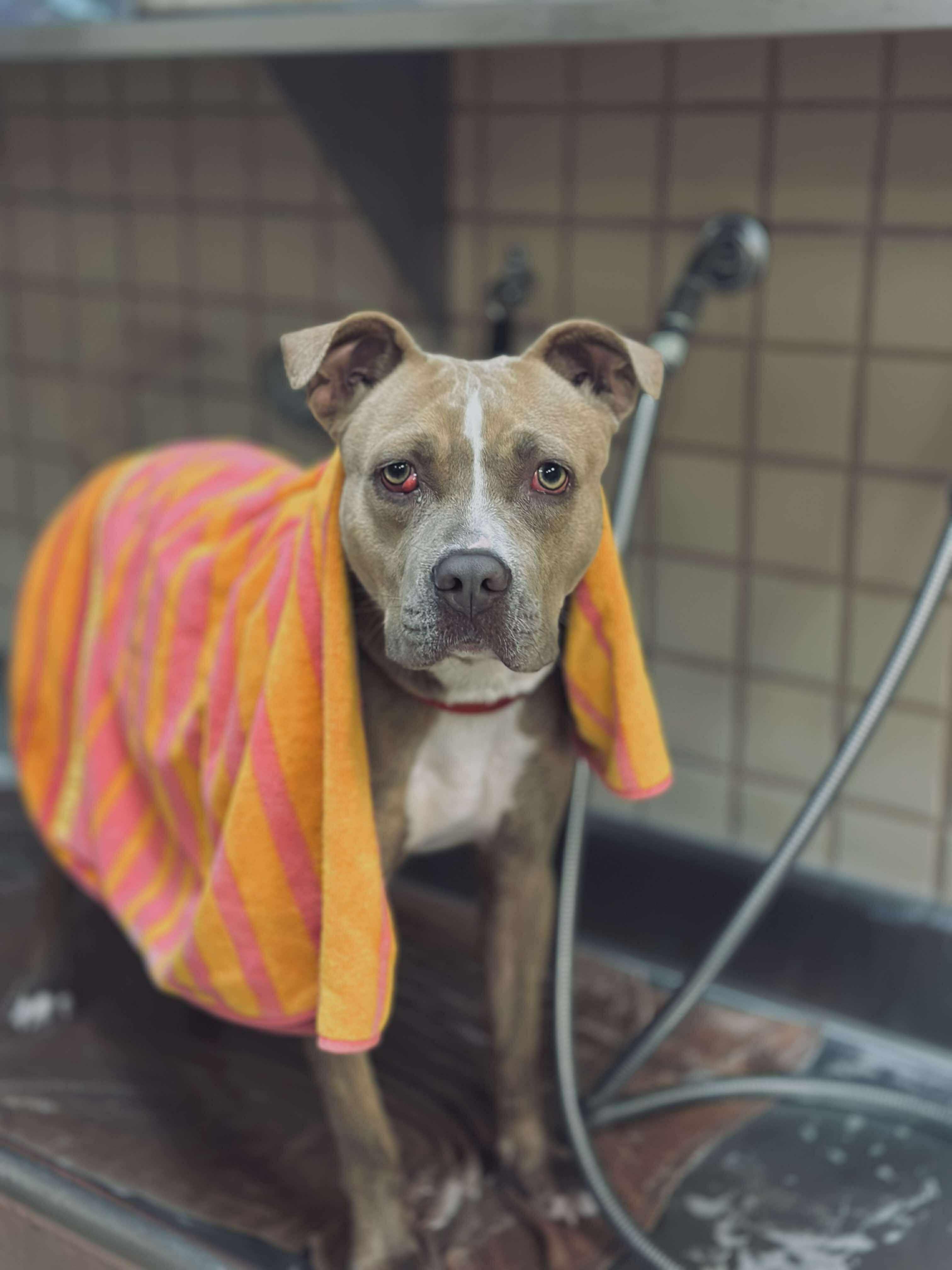 Cherry, a Adoptable mixed breed in Fremont, MI image 2/2