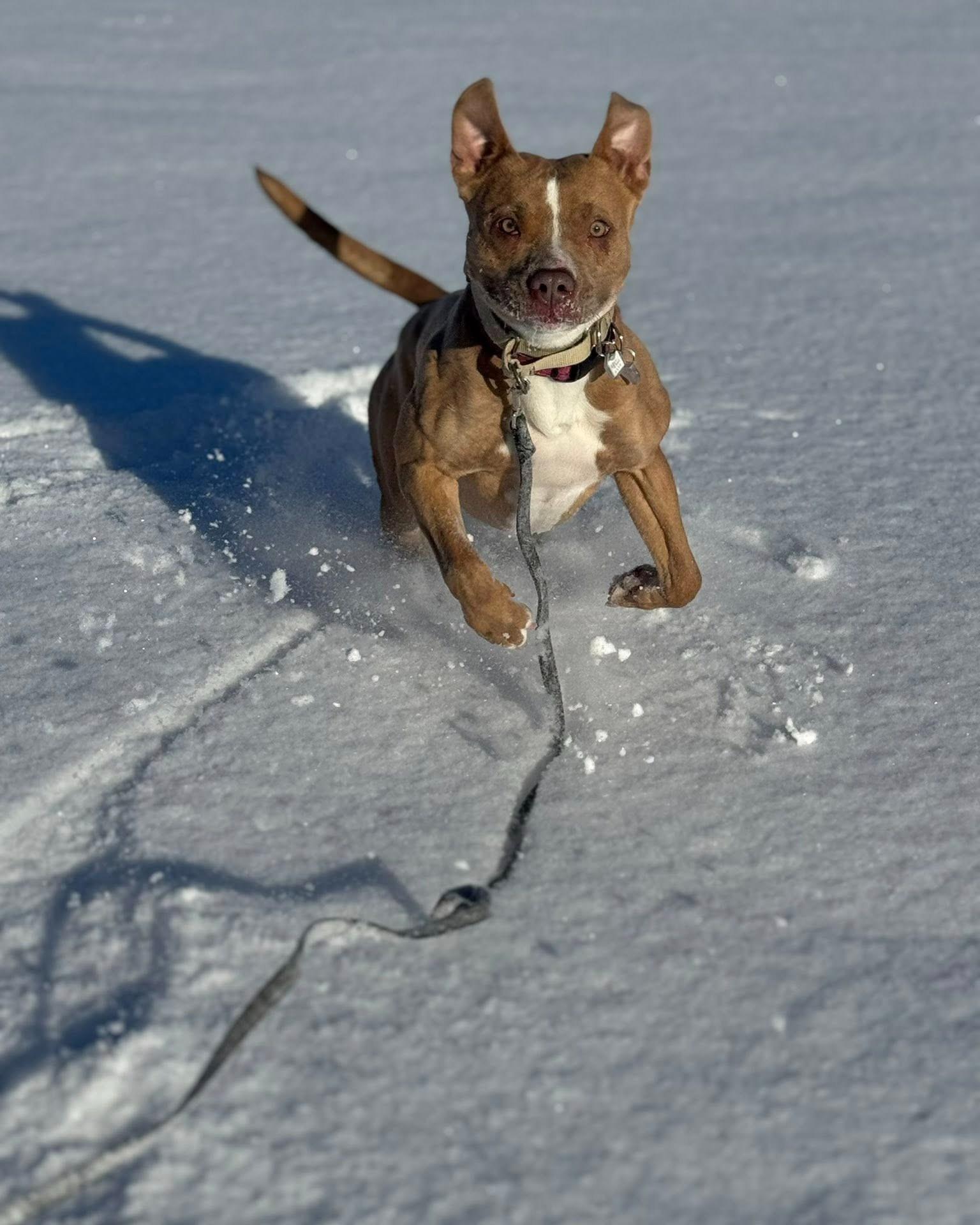 Enlarge Cherry, a Adoptable mixed breed in Fremont, MI image 4/4