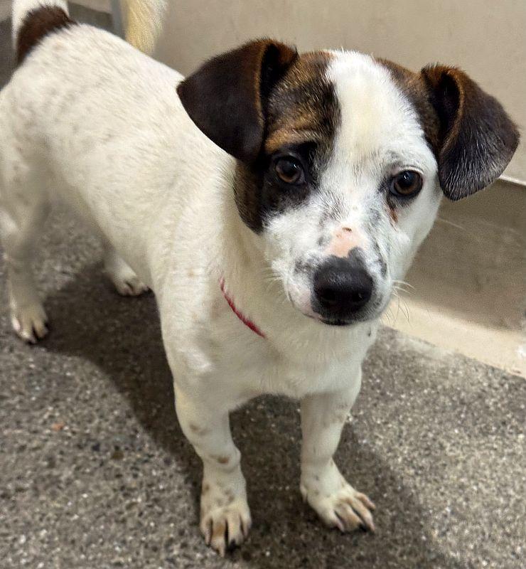 Cameron, a ADOPTABLE mixed breed in Berkeley, CA image 2/3