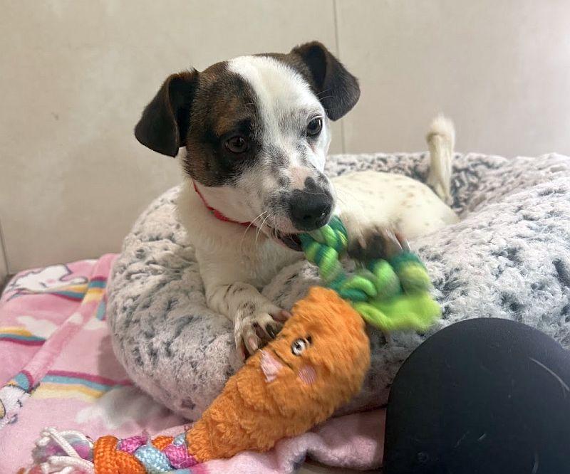 Cameron, ADOPTABLE, Young Male Chihuahua.