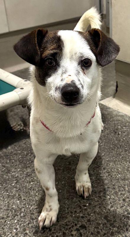 Cameron, ADOPTABLE, Young Male Chihuahua.