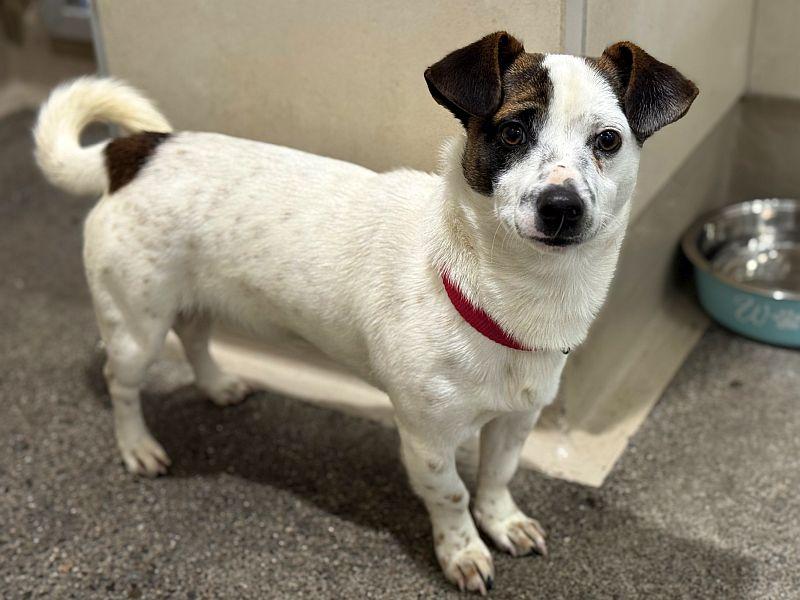 Cameron, a ADOPTABLE mixed breed in Berkeley, CA image 3/3