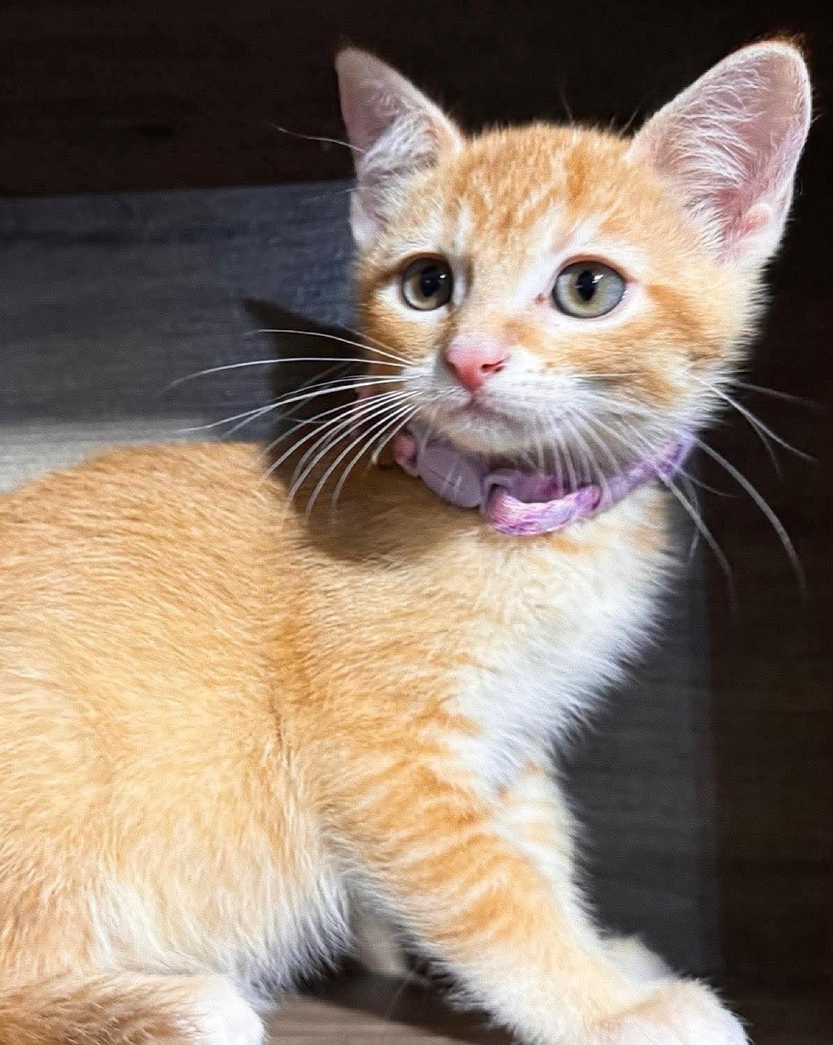 Haisley, Adopted, Kitten Female Domestic Short Hair.