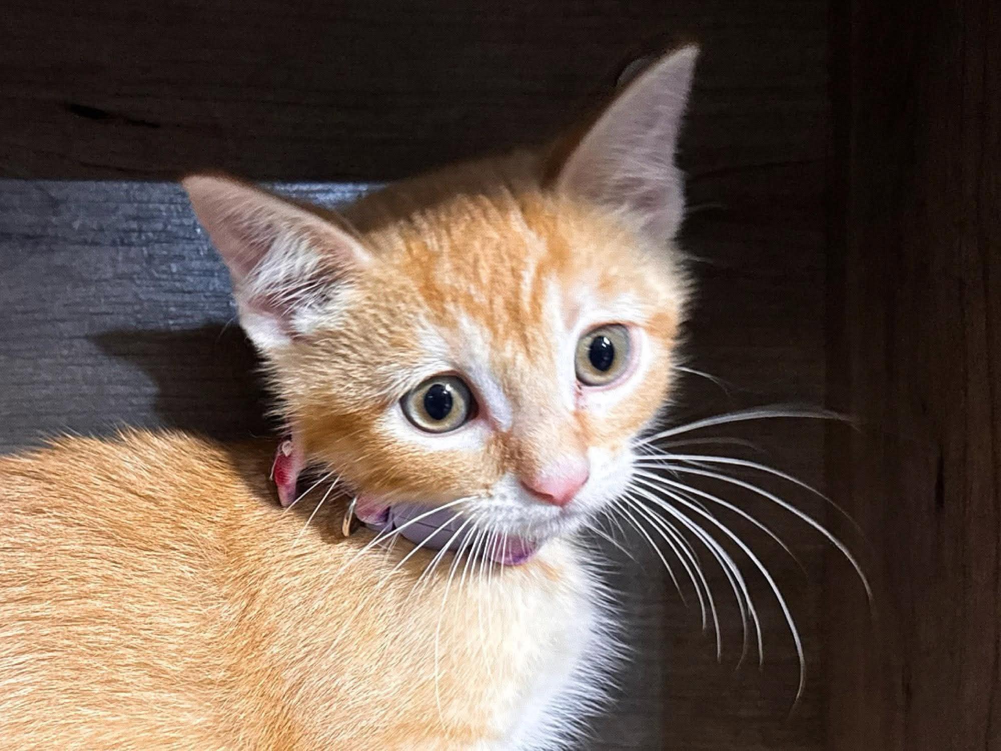 Enlarge Haisley, a Adopted Domestic Short Hair in Sioux Falls, SD image 2/3