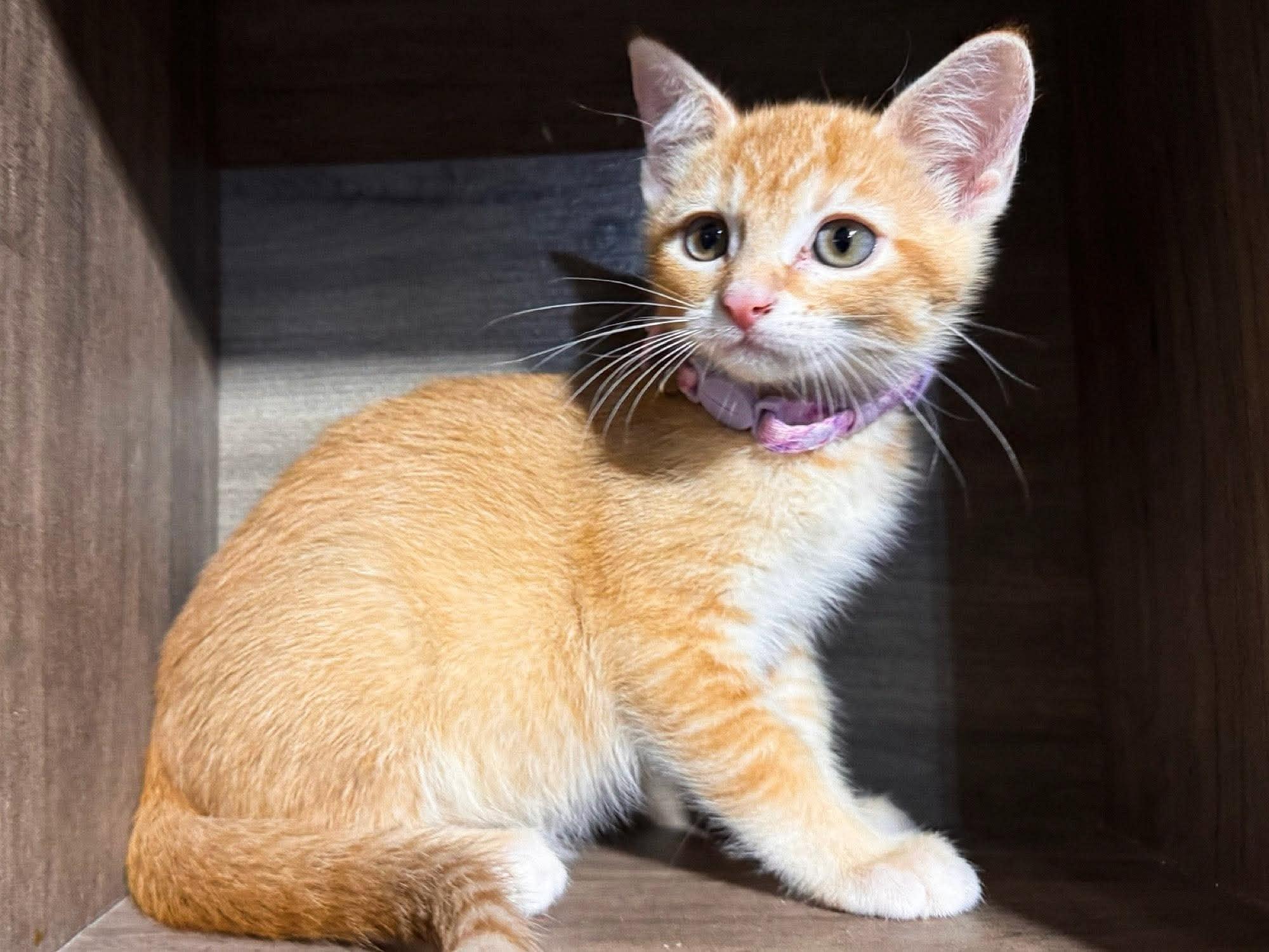 Enlarge Haisley, a Adopted Domestic Short Hair in Sioux Falls, SD image 3/3
