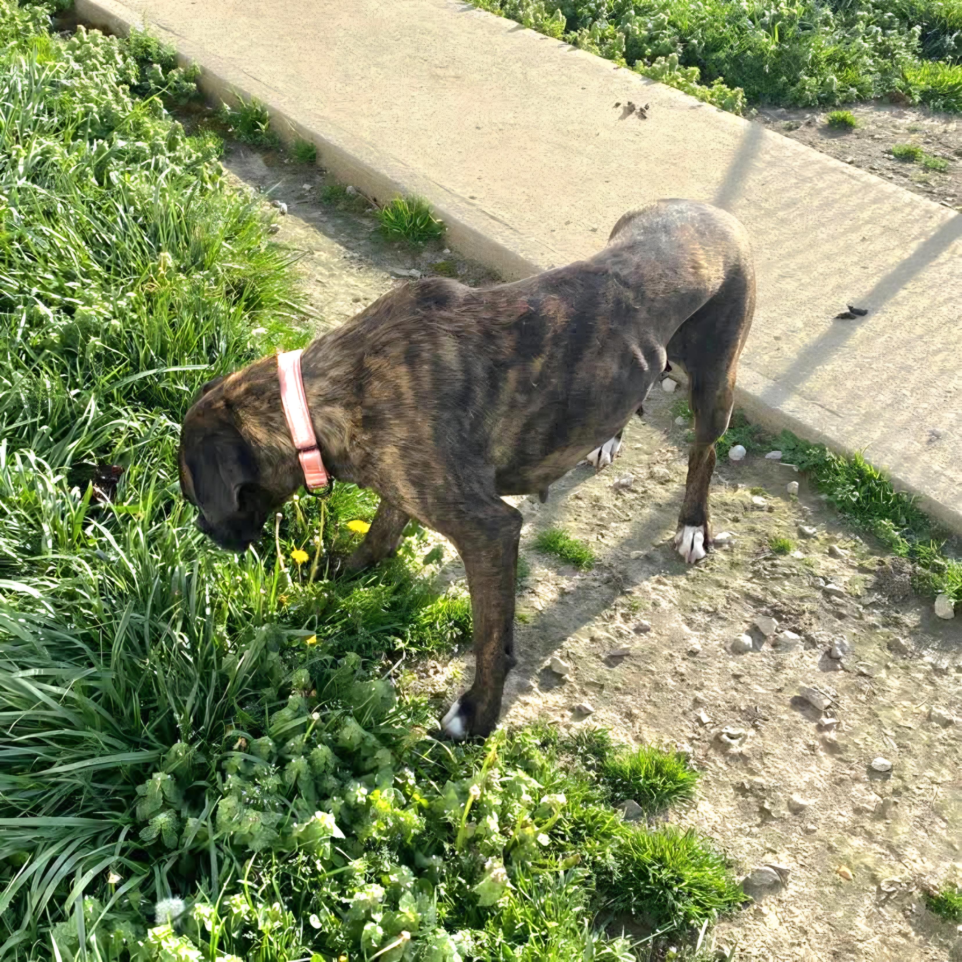 Enlarge Remi, an adopted Boxer in Salamanca, NY image 2/4