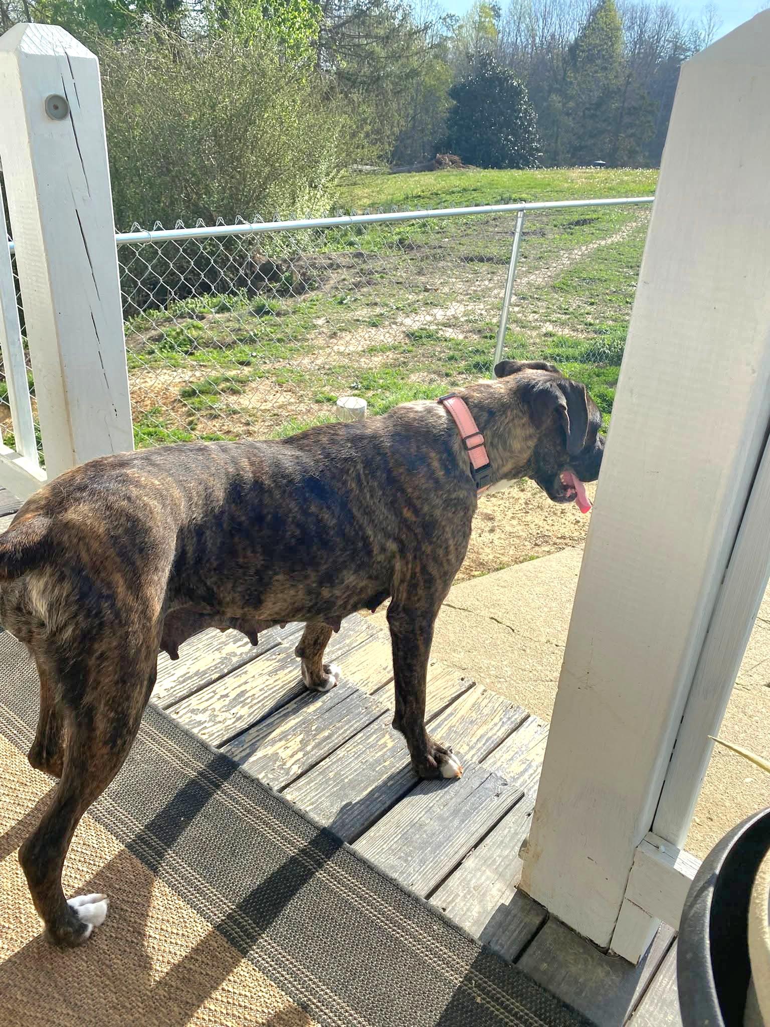 Enlarge Remi, an adopted Boxer in Salamanca, NY image 4/4