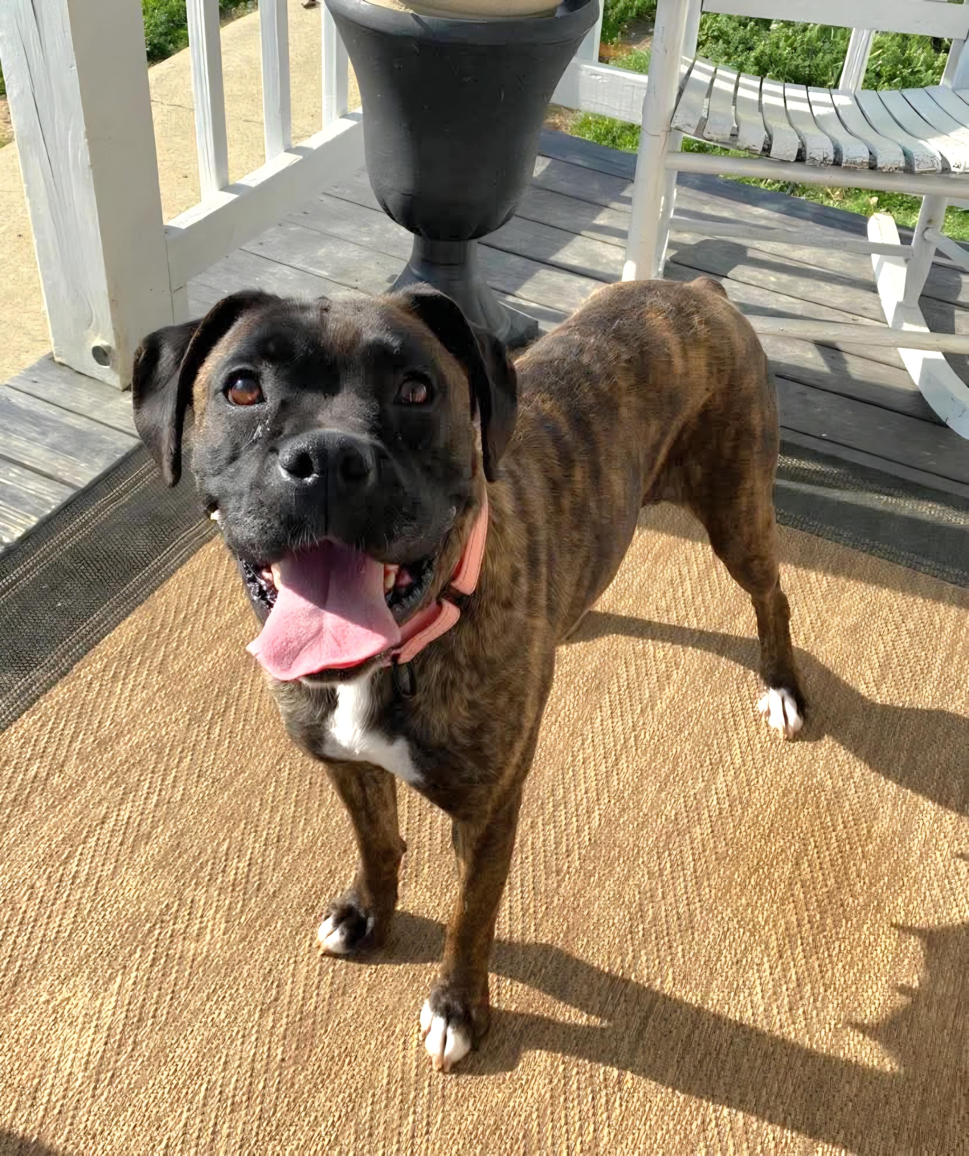 Enlarge Remi, an adopted Boxer in Salamanca, NY image 3/4