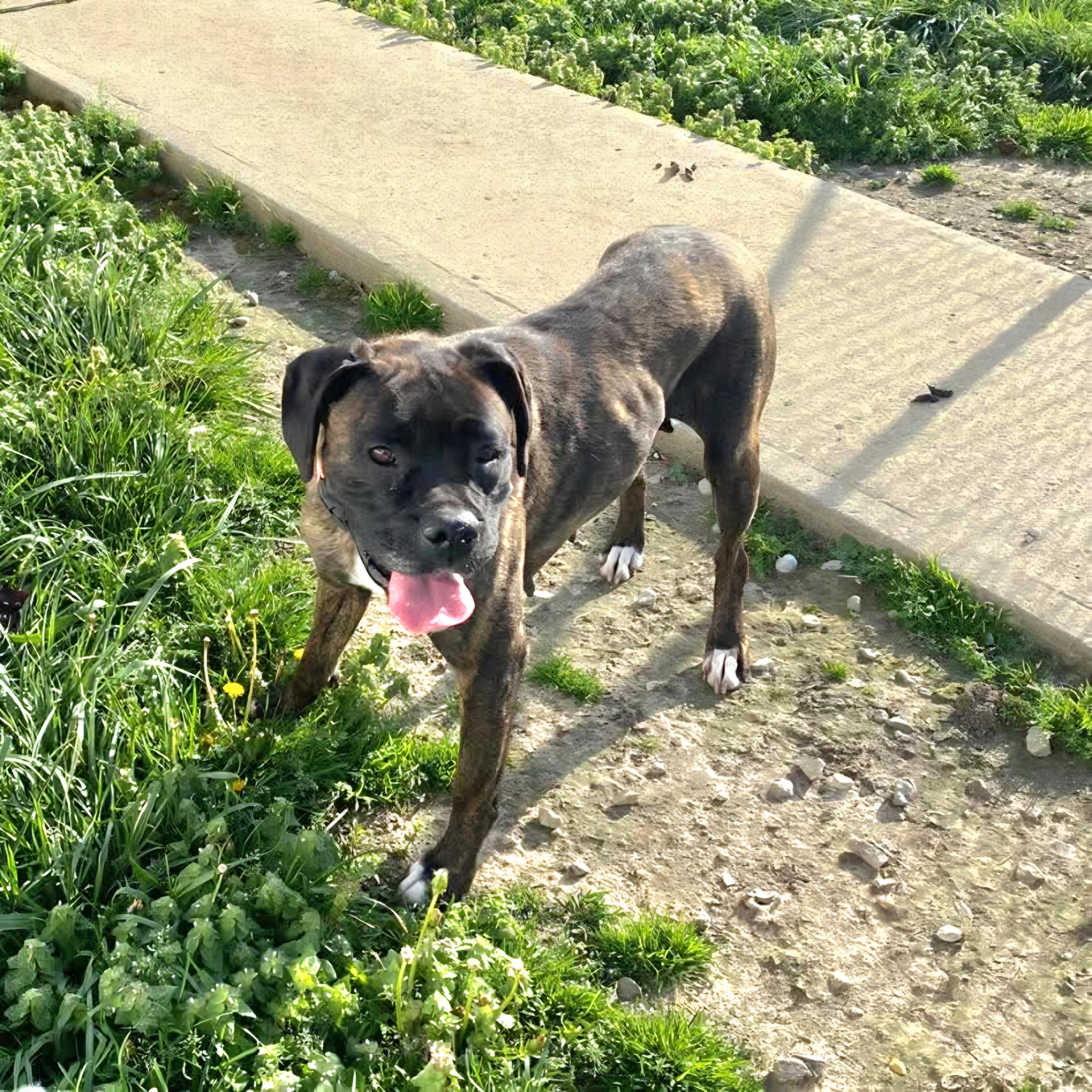 Enlarge Remi, an adopted Boxer in Salamanca, NY image 1/4