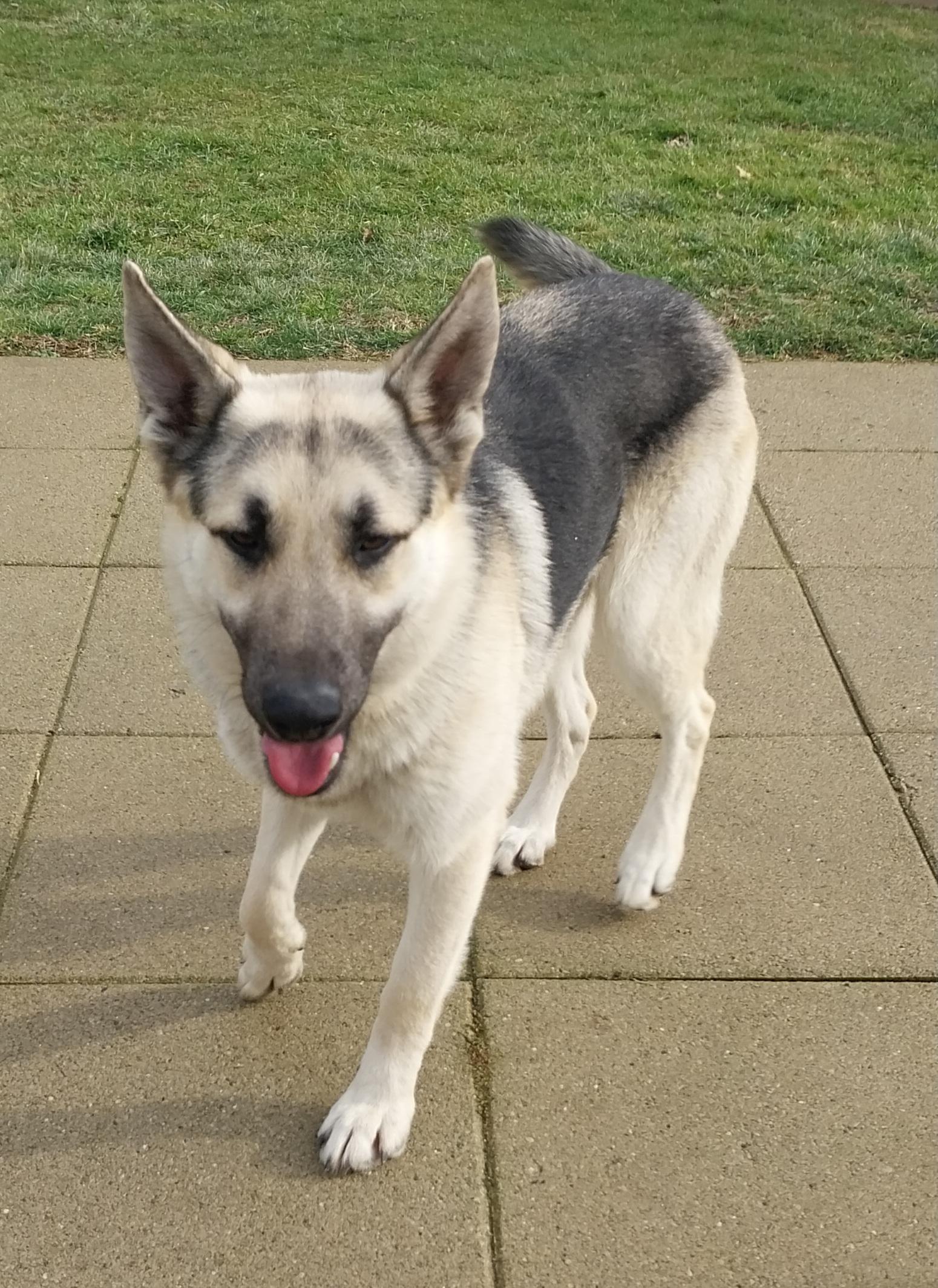 Enlarge BROADWAY, a ADOPTABLE German Shepherd Dog in Louisville, OH image 2/4
