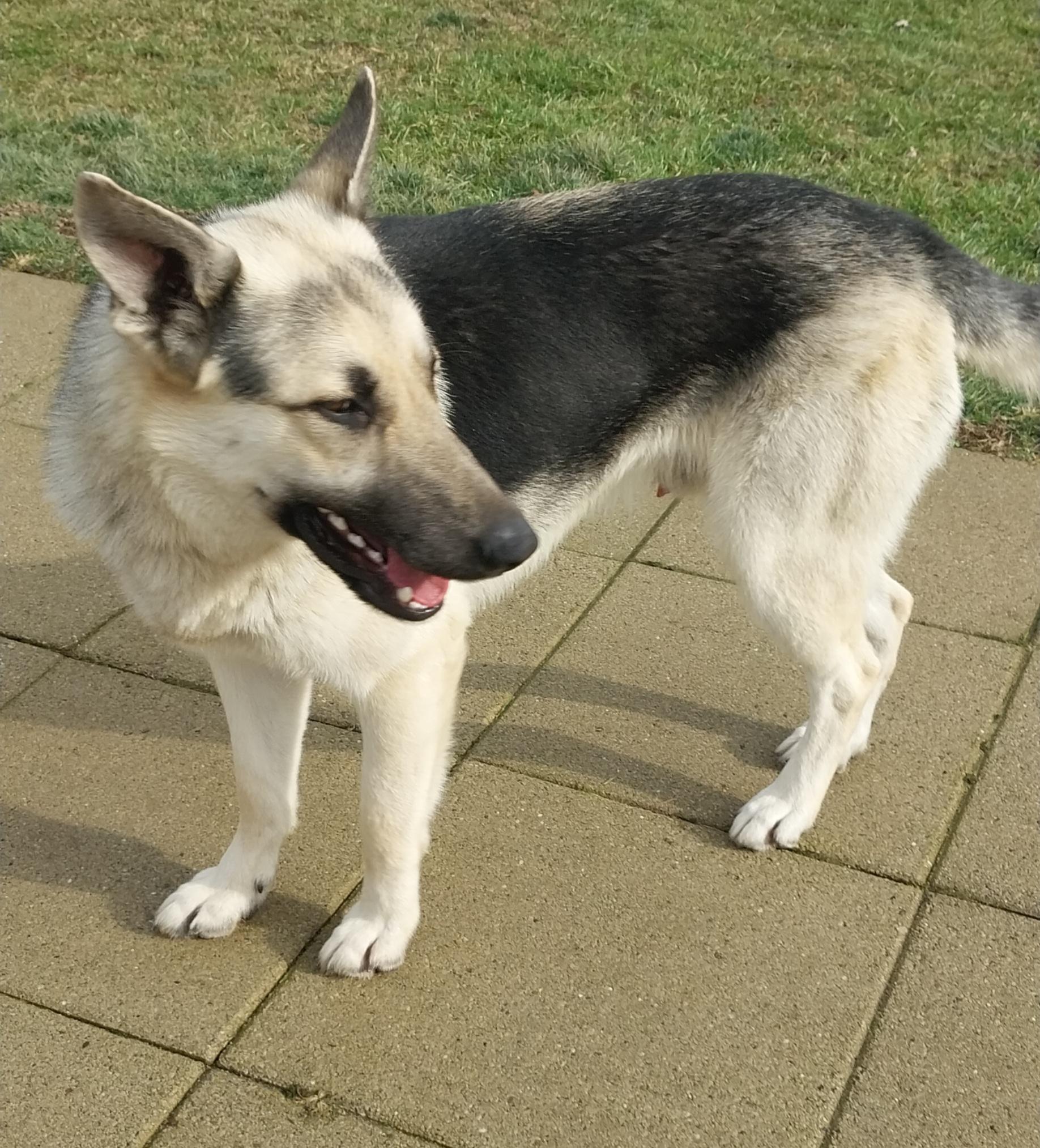Enlarge BROADWAY, a ADOPTABLE German Shepherd Dog in Louisville, OH image 4/4