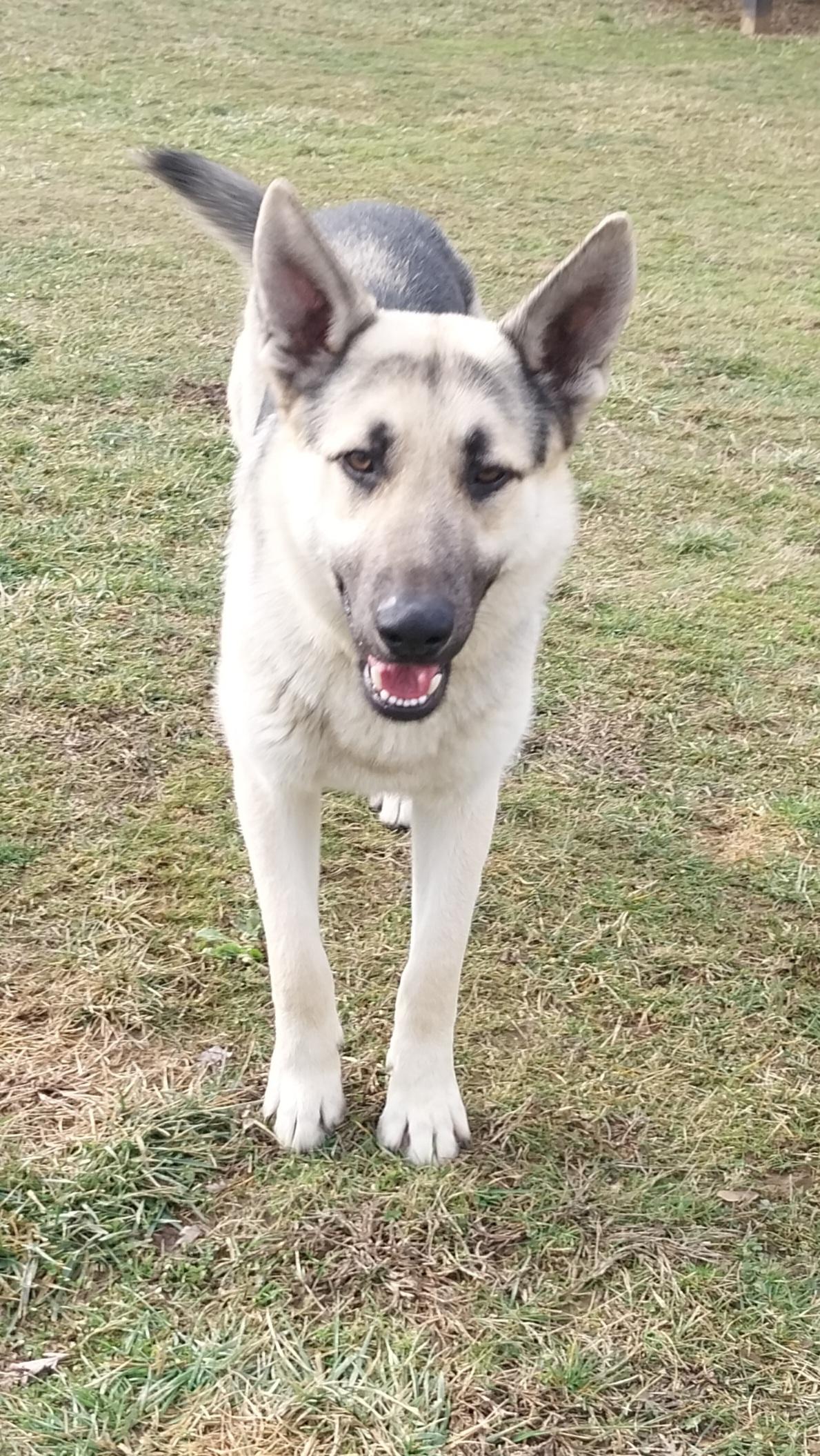 BROADWAY, ADOPTABLE, Young Male German Shepherd Dog.