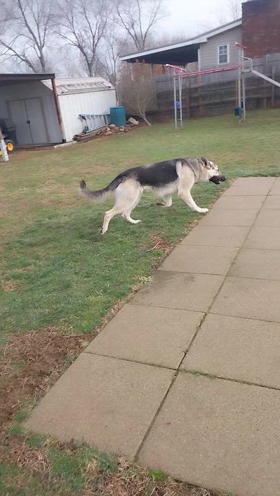 Enlarge BROADWAY, a ADOPTABLE German Shepherd Dog in Louisville, OH video 3/4