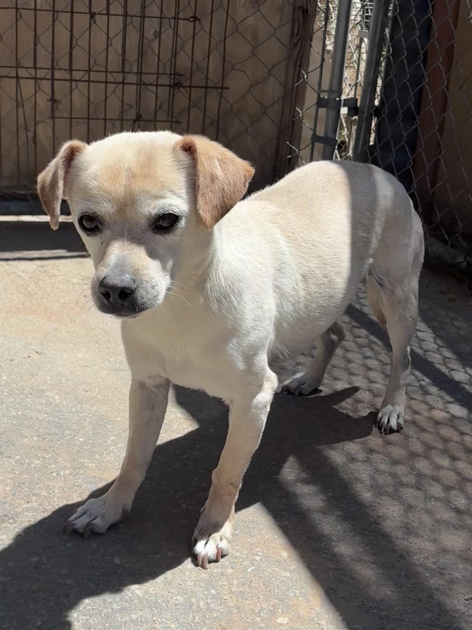 Marvelous/Marvy-ADOPTED 6/17/26, Adopted, Adult Male Beagle & Terrier.