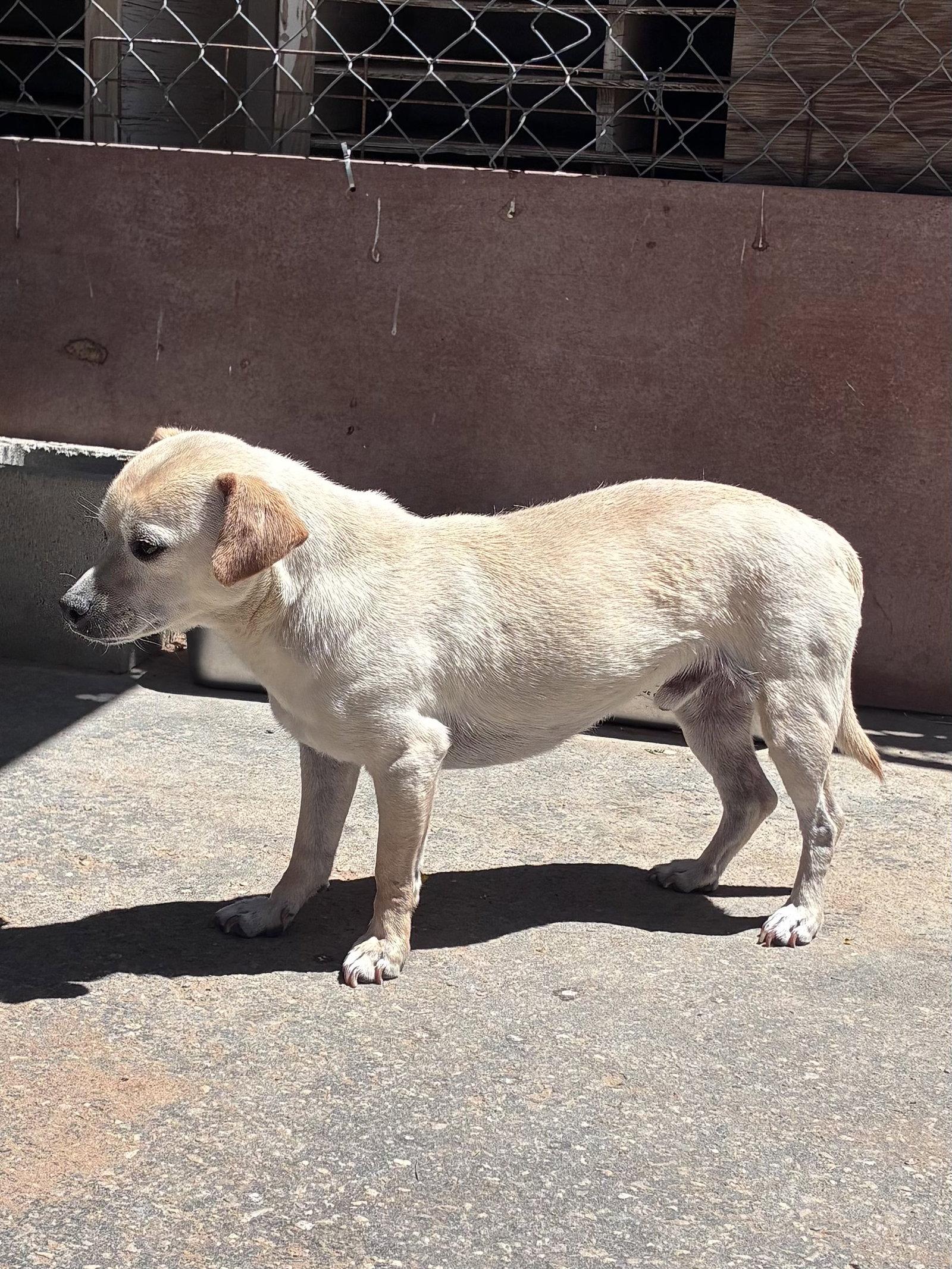 Marvelous/Marvy-ADOPTED 6/17/26, a Adopted mixed breed in Apple Valley, CA image 2/3