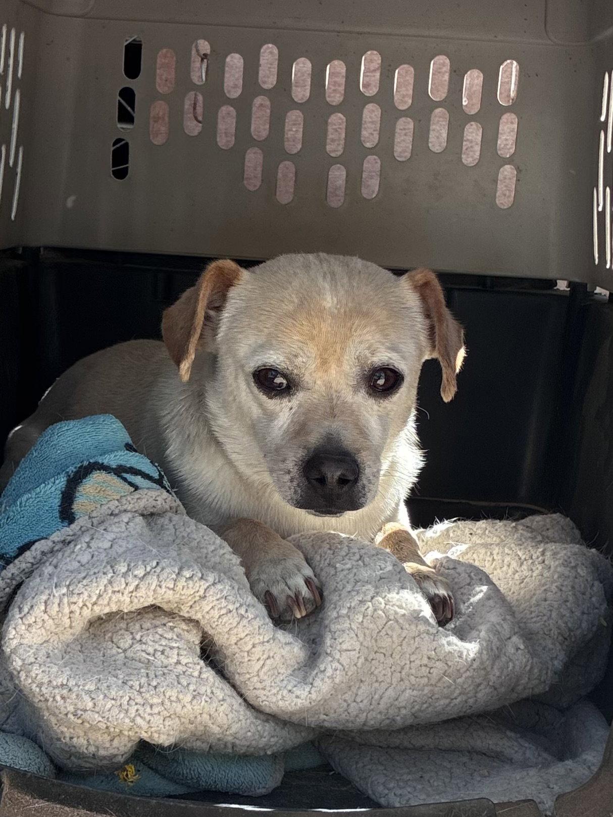 Marvelous/Marvy-ADOPTED 6/17/26, a Adopted mixed breed in Apple Valley, CA image 3/3