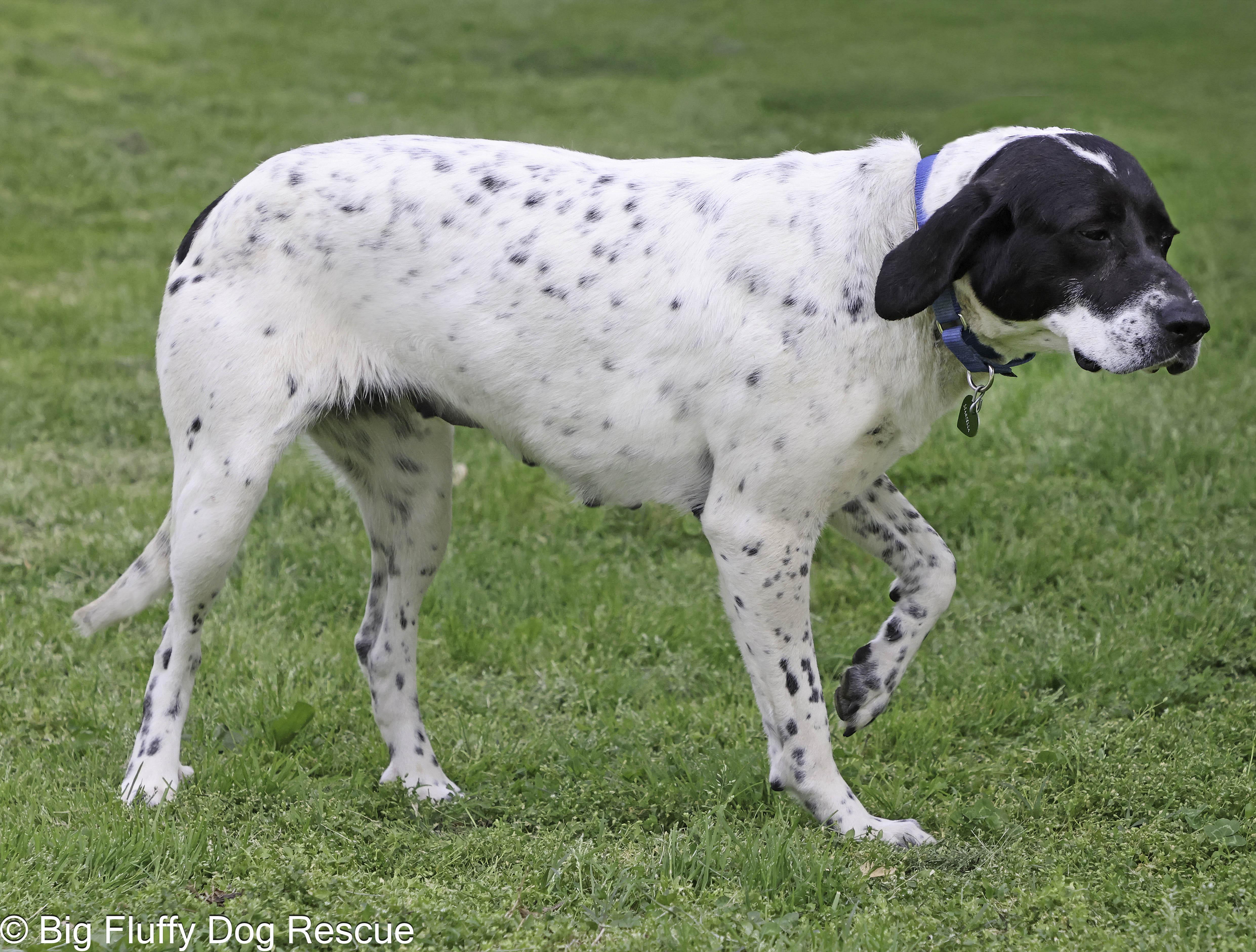 Enlarge Marcella, a Adoptable mixed breed in Staunton, VA image 3/3