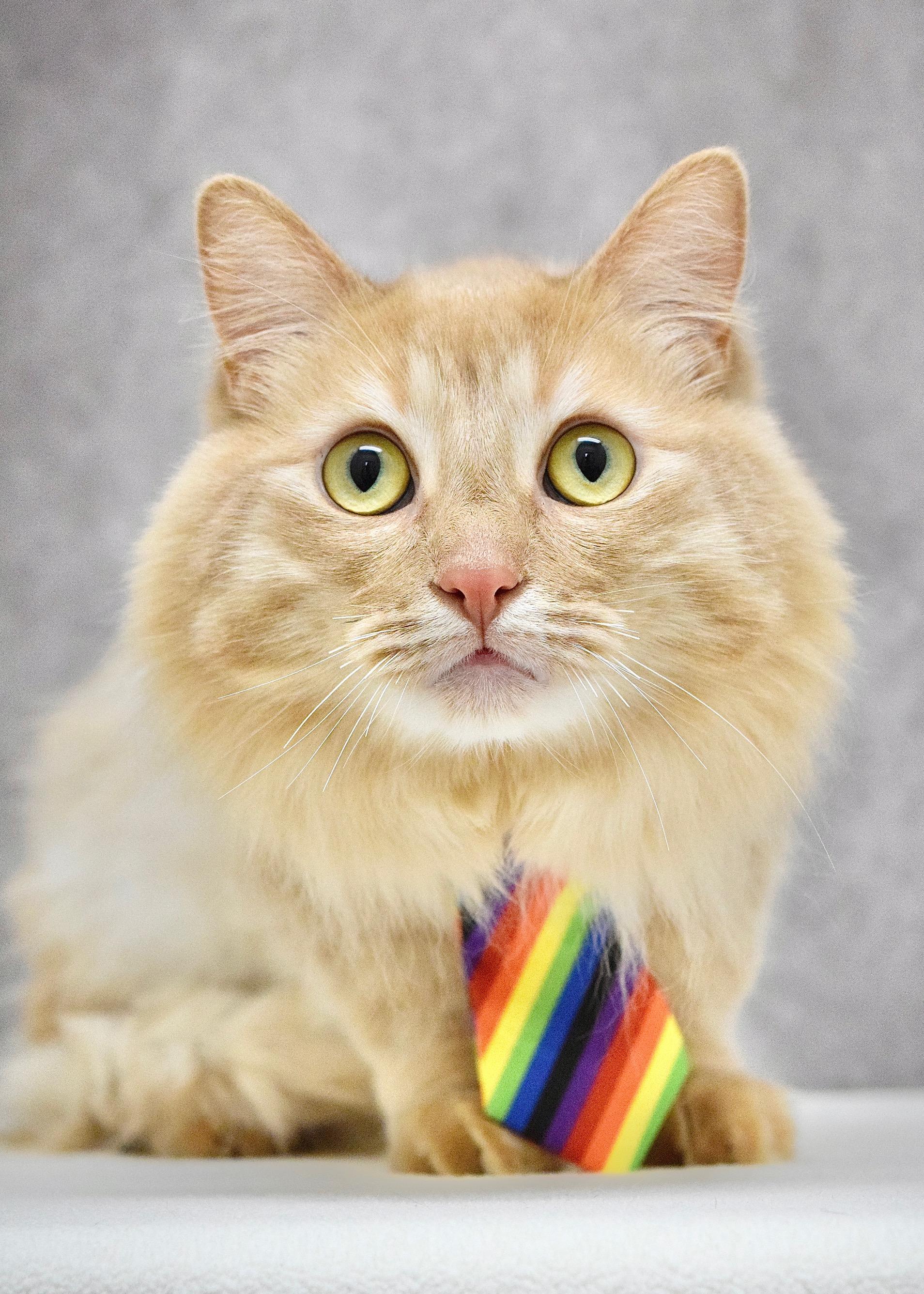 Enlarge Rascal, an adopted Domestic Long Hair in Dublin, CA image 1/2