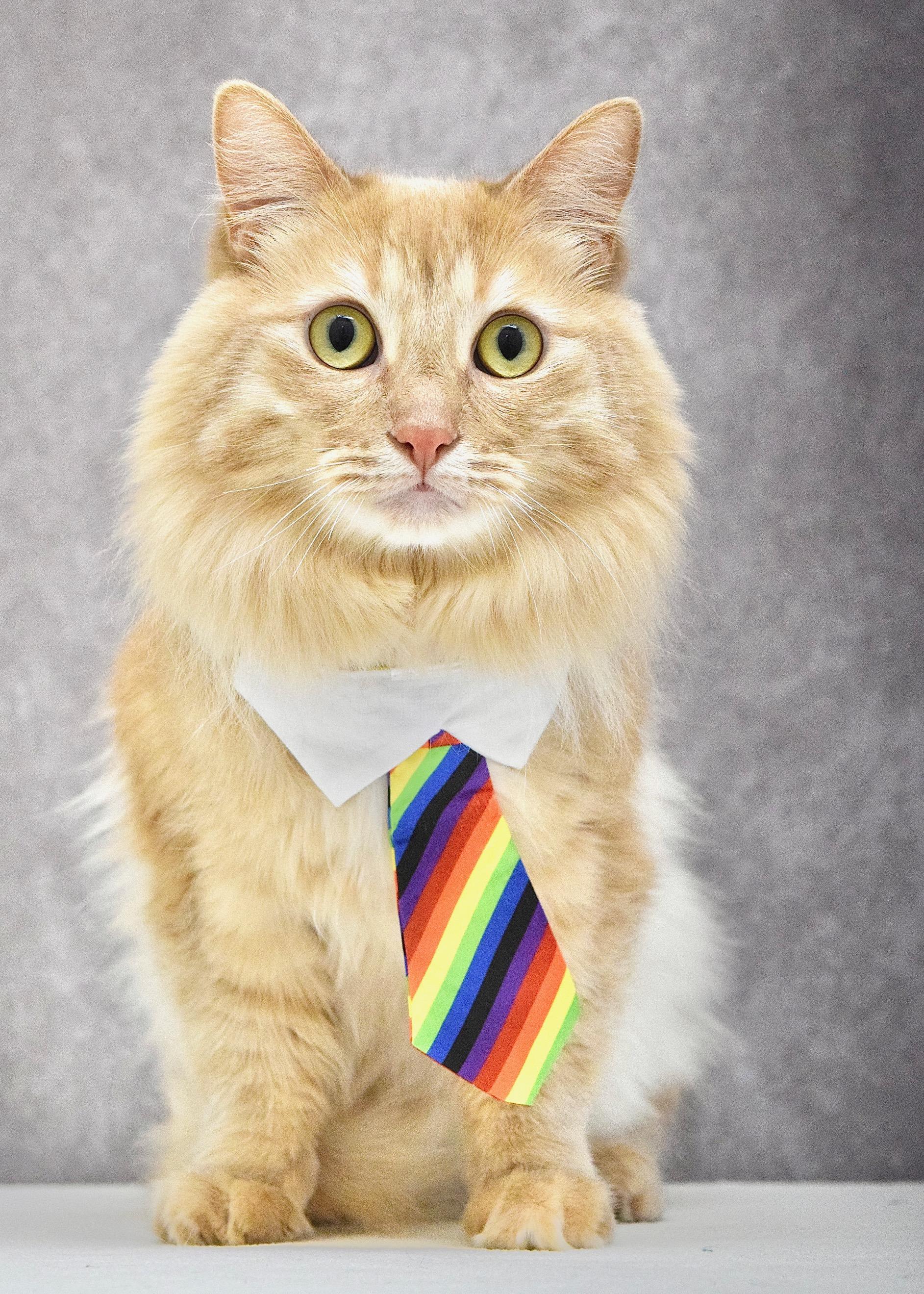 Enlarge Rascal, an adopted Domestic Long Hair in Dublin, CA image 2/2