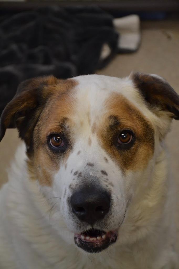 Enlarge Teddy, a Adoptable mixed breed in Heber City, UT image 1/3